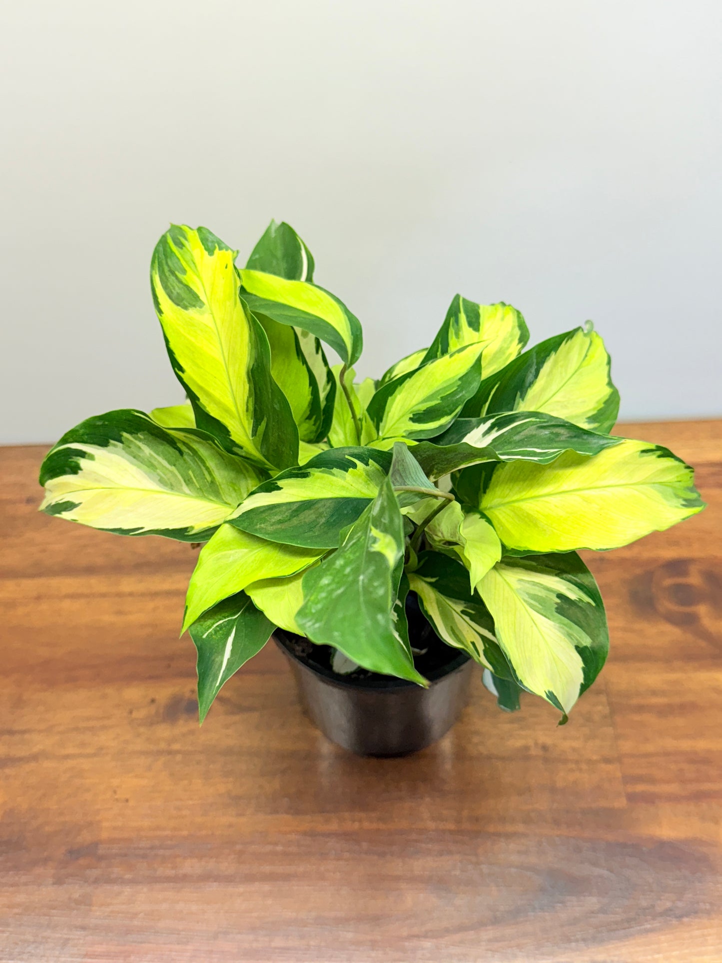 Calathea Thai Beauty Hybrid M81