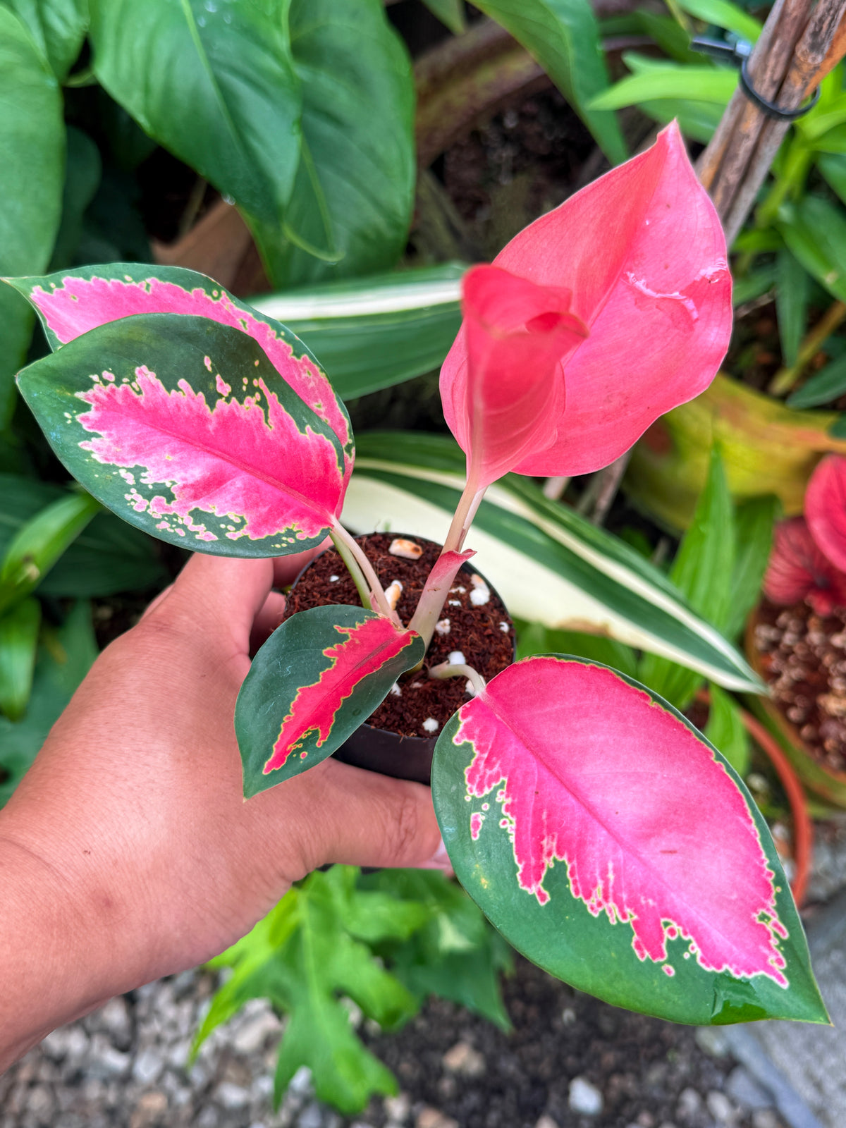 Aglaonema 'Red Thai' V33