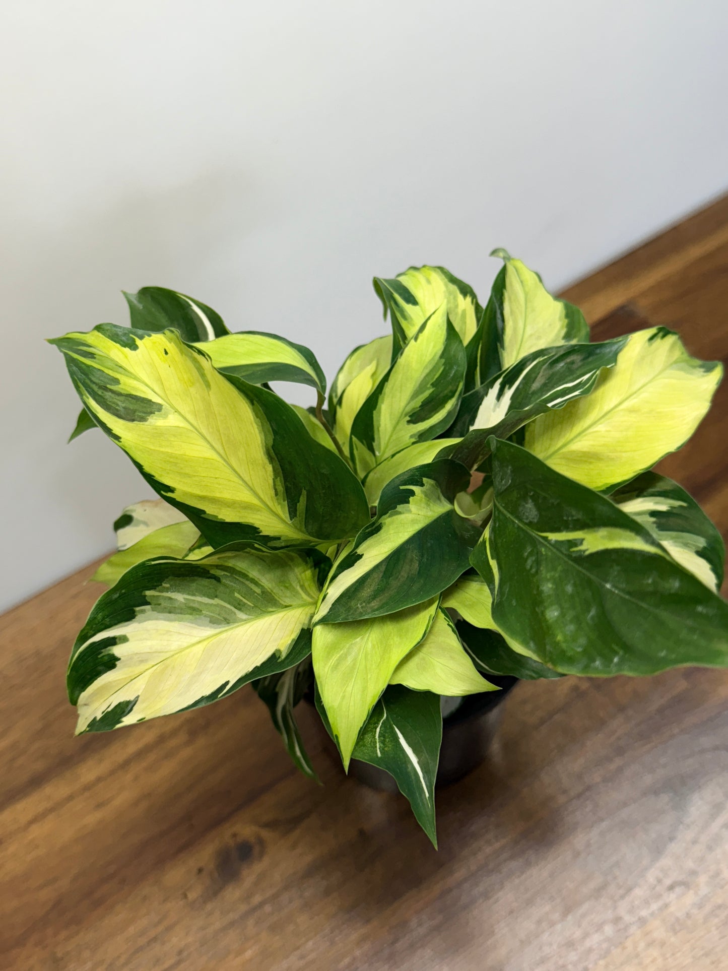 Calathea Thai Beauty Hybrid M81