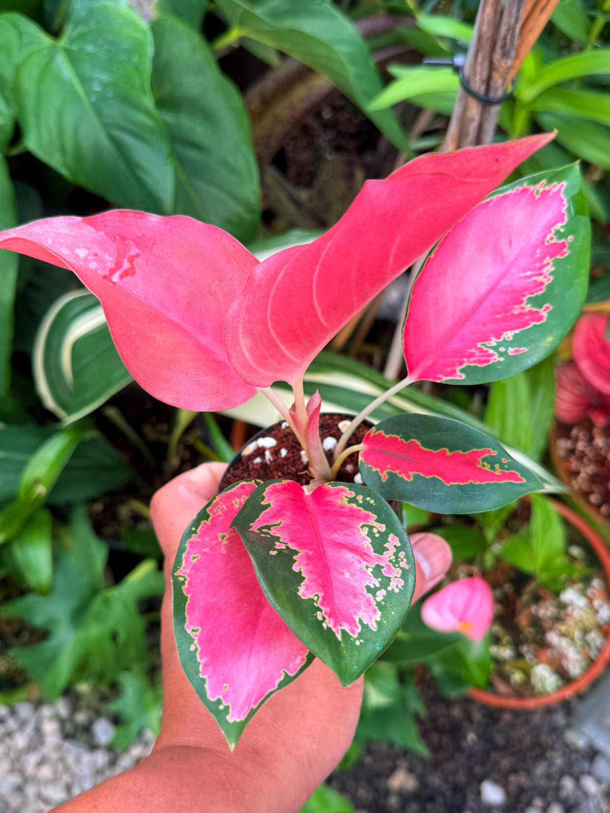 Aglaonema 'Red Thai' V33