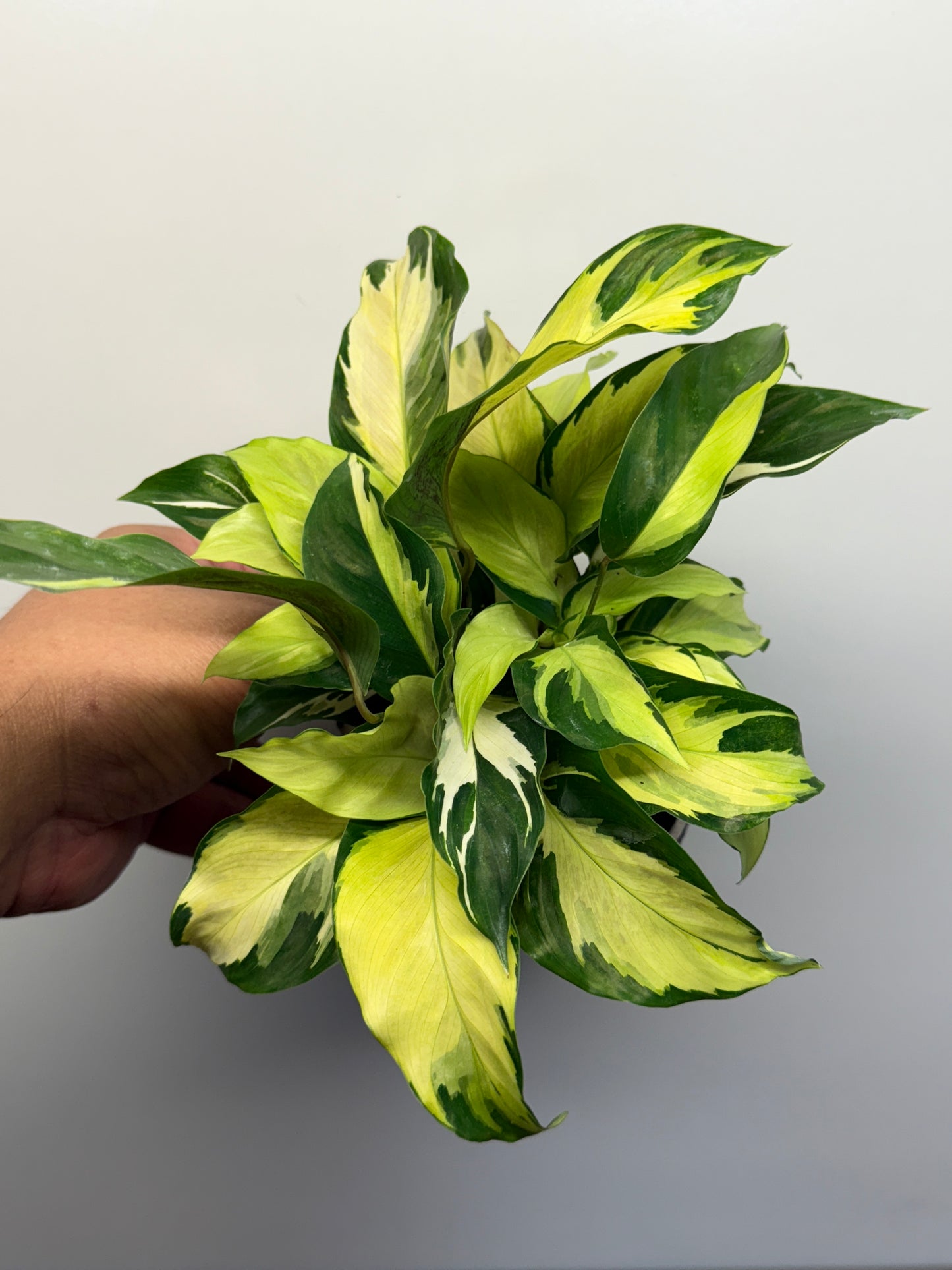 Calathea Thai Beauty Hybrid M81