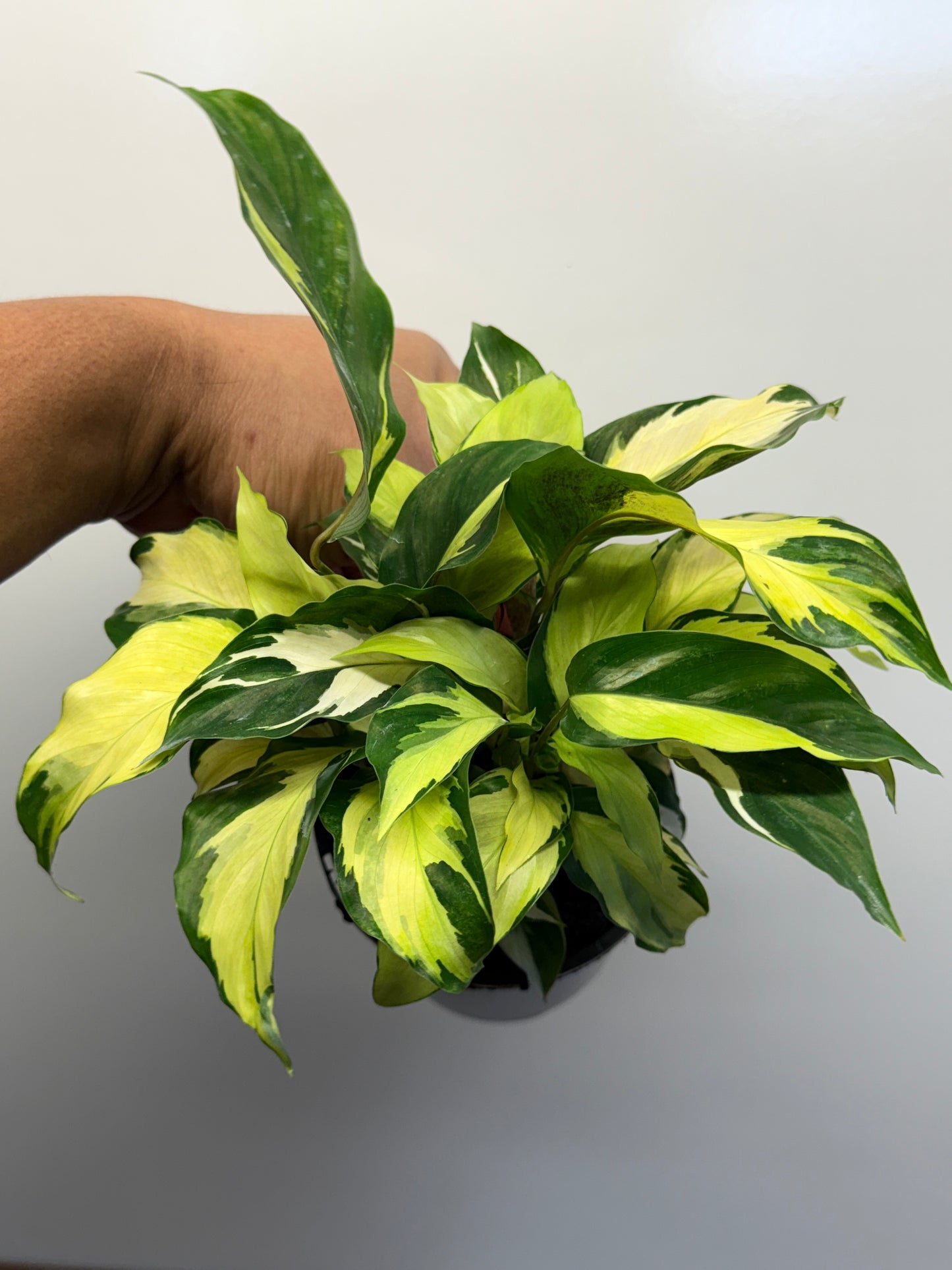 Calathea Thai Beauty Hybrid M81