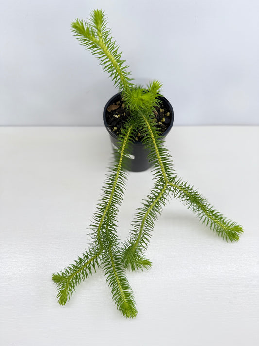 New Guinea Water Tassel Fern P69