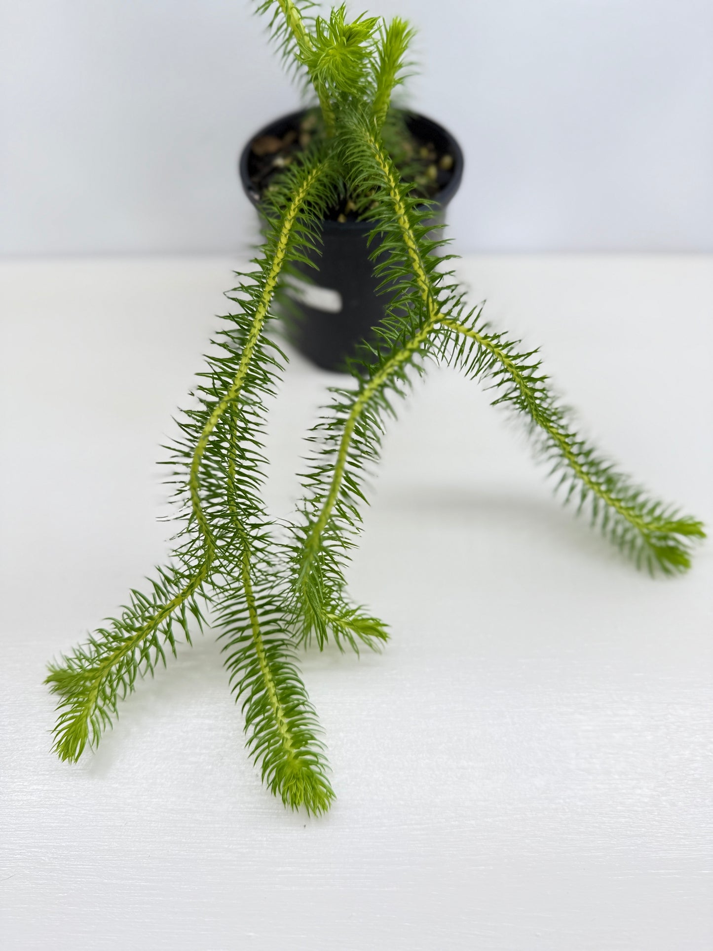 New Guinea Water Tassel Fern P69
