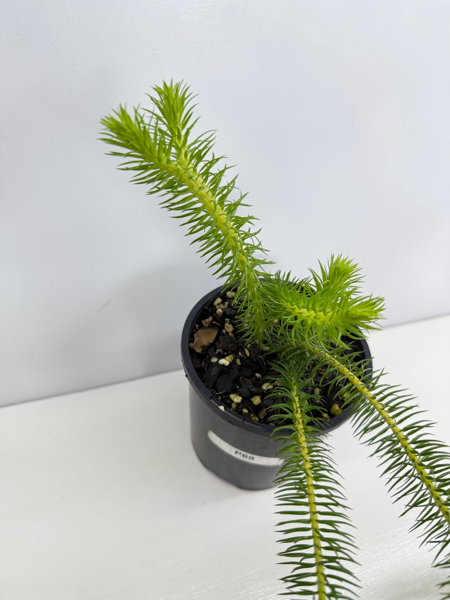 New Guinea Water Tassel Fern P69