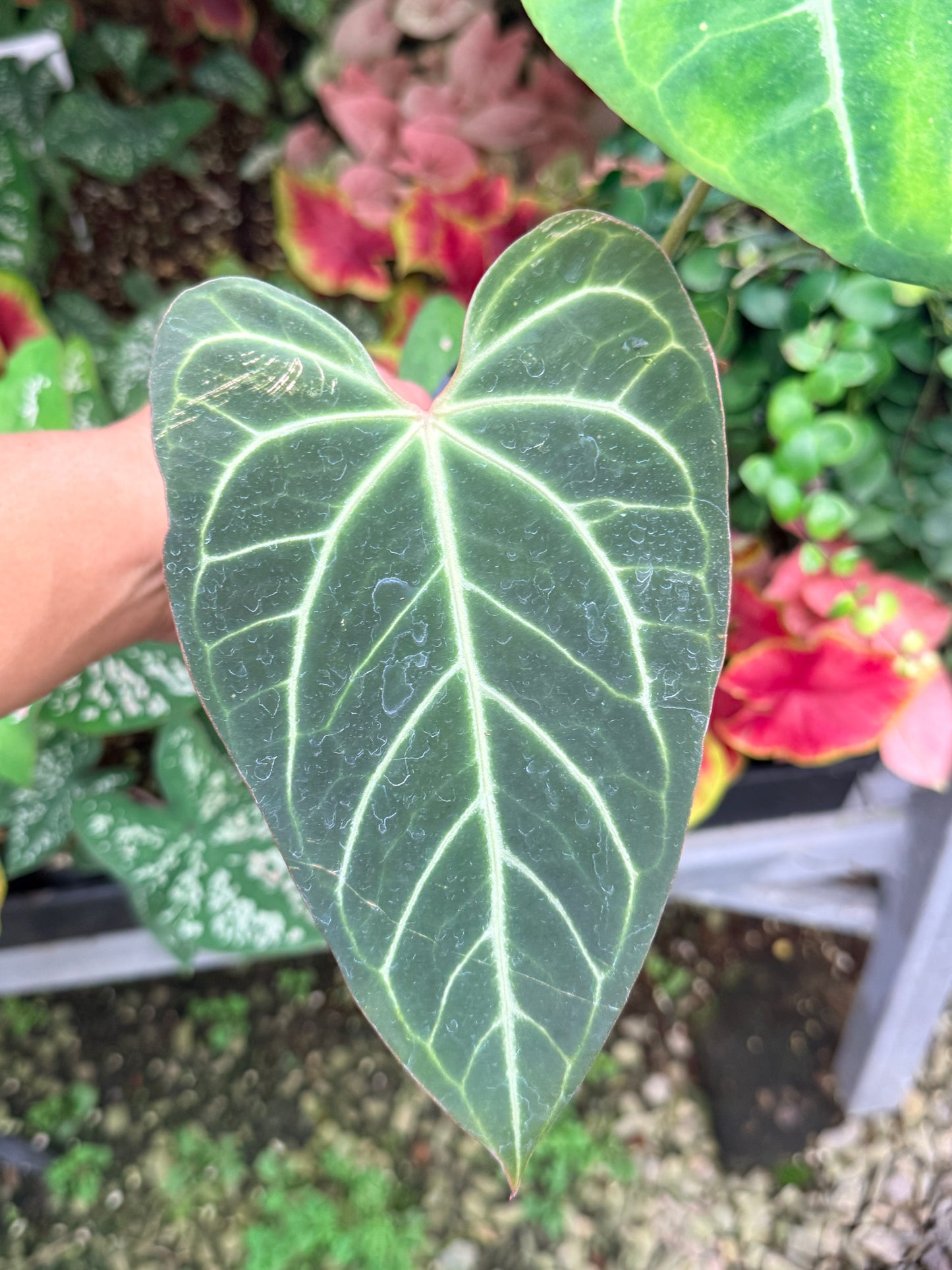 Anthurium Hybrid M7