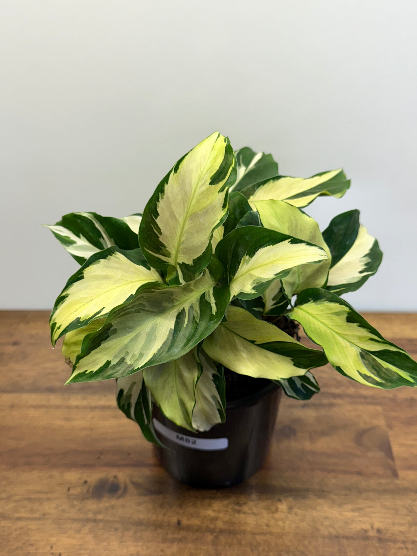 Calathea Thai Beauty Hybrid M82