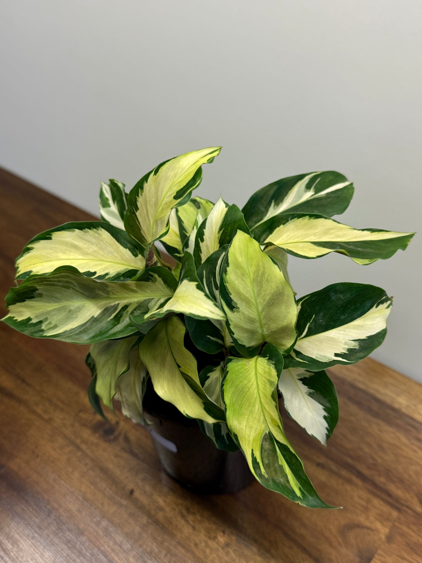 Calathea Thai Beauty Hybrid M82