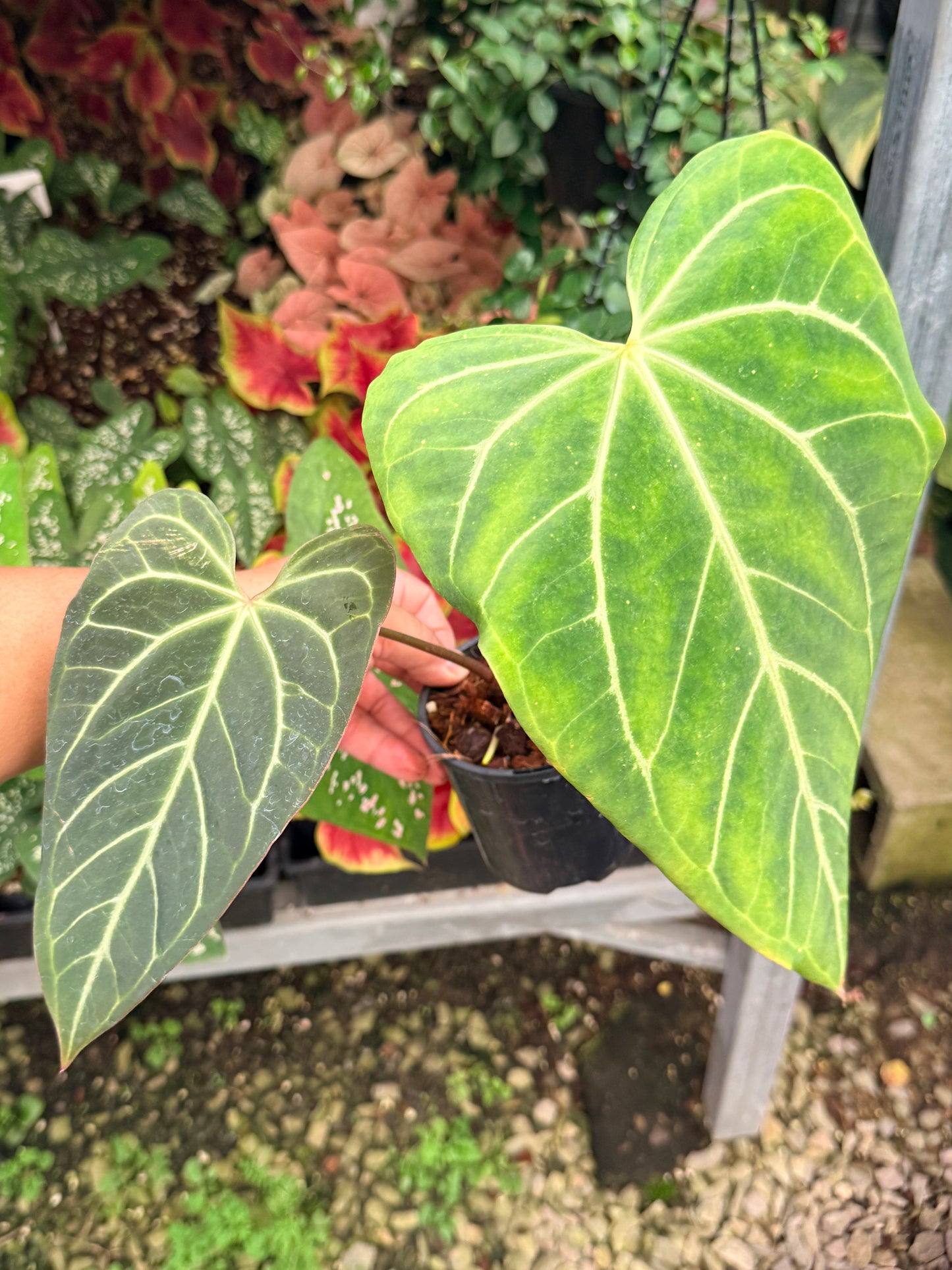 Anthurium Hybrid M7