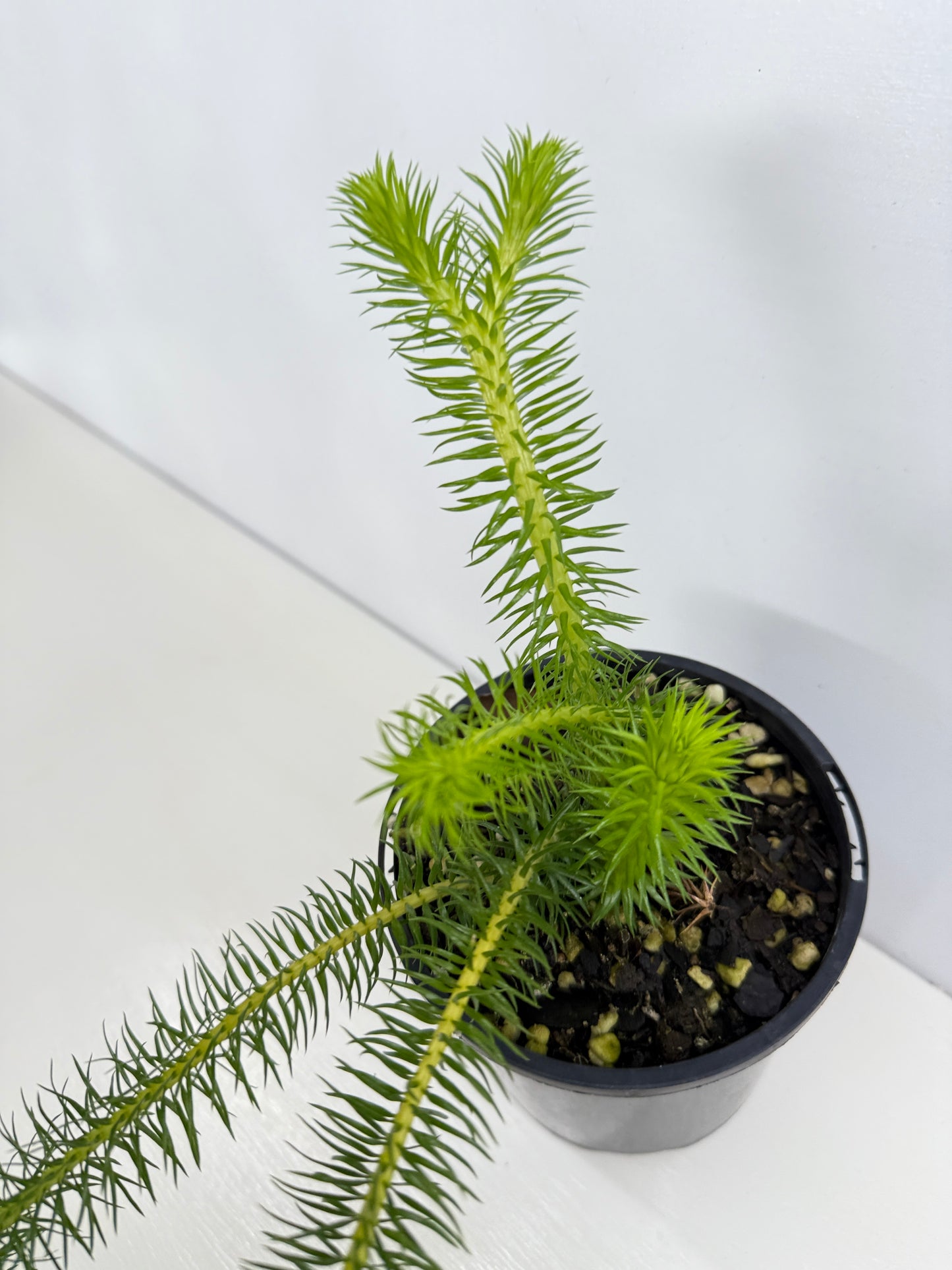 New Guinea Water Tassel Fern P69