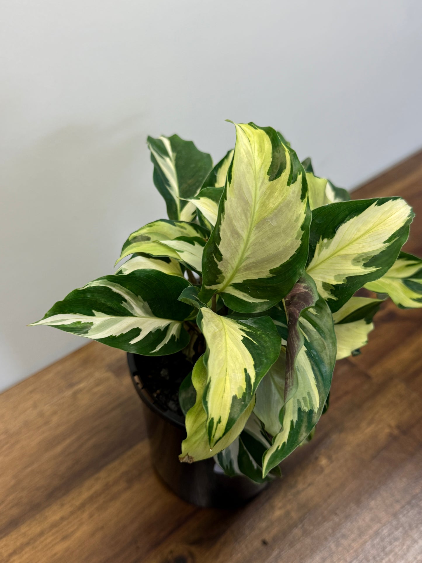 Calathea Thai Beauty Hybrid M82