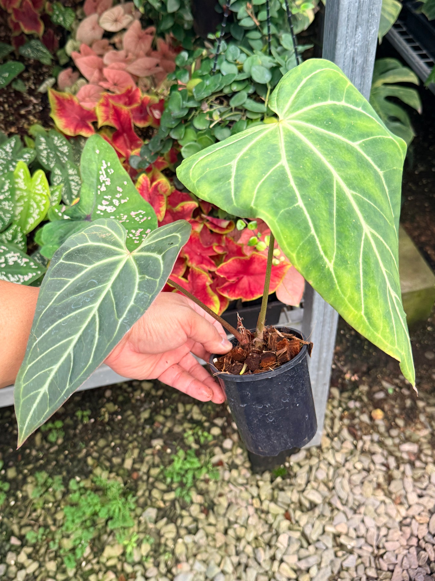 Anthurium Hybrid M7