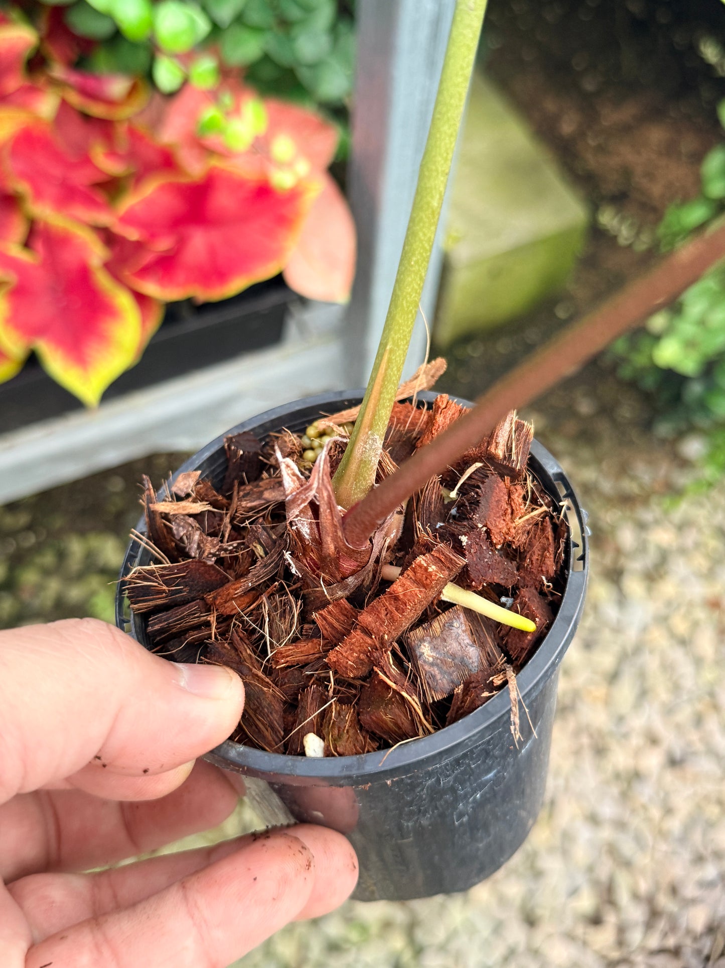 Anthurium Hybrid M7