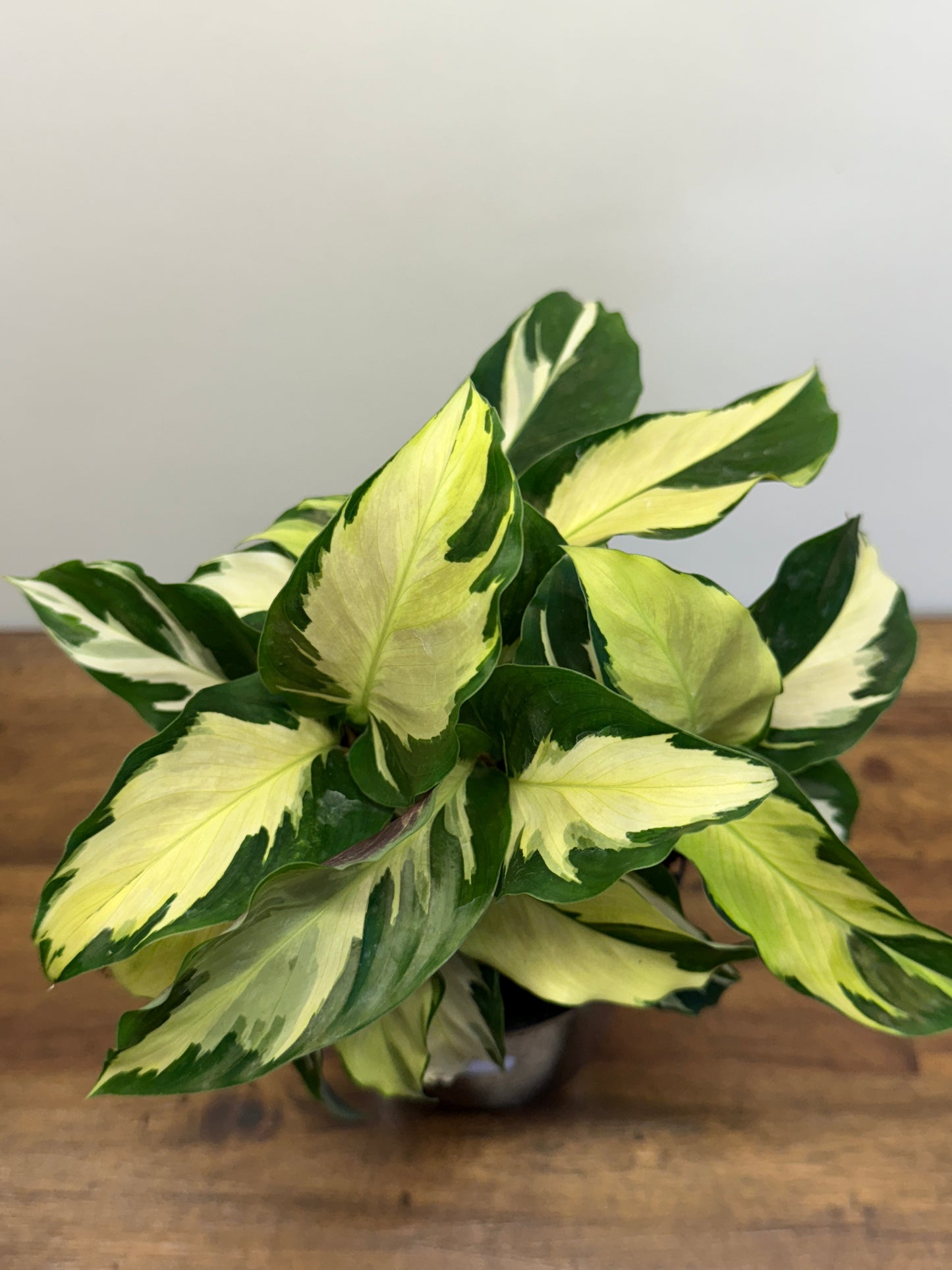 Calathea Thai Beauty Hybrid M82