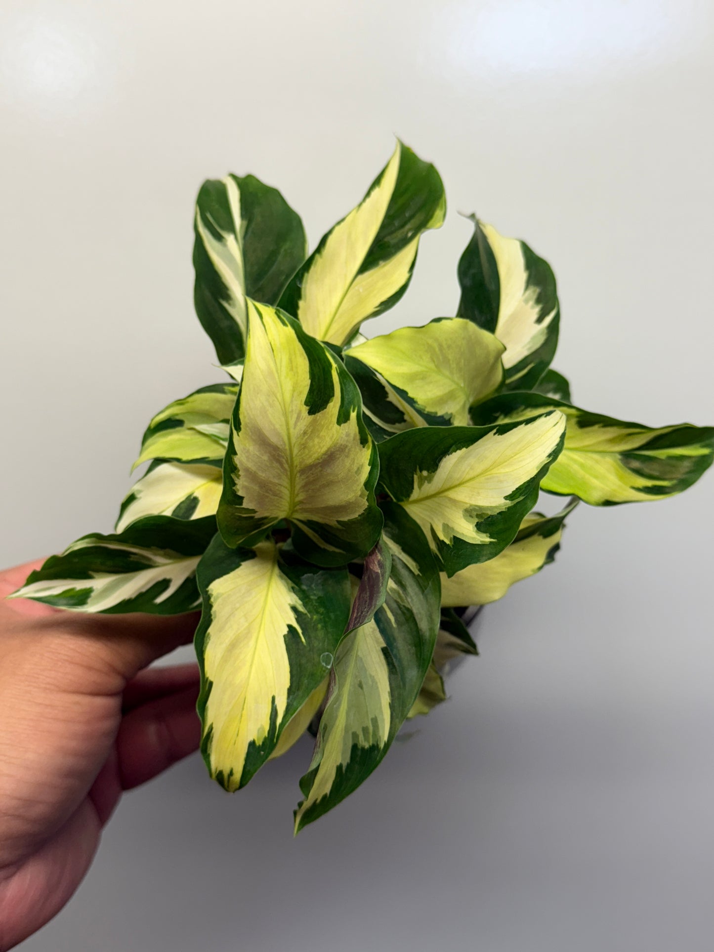 Calathea Thai Beauty Hybrid M82