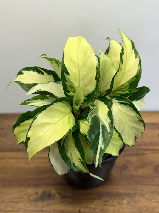 Calathea Thai Beauty Hybrid M83