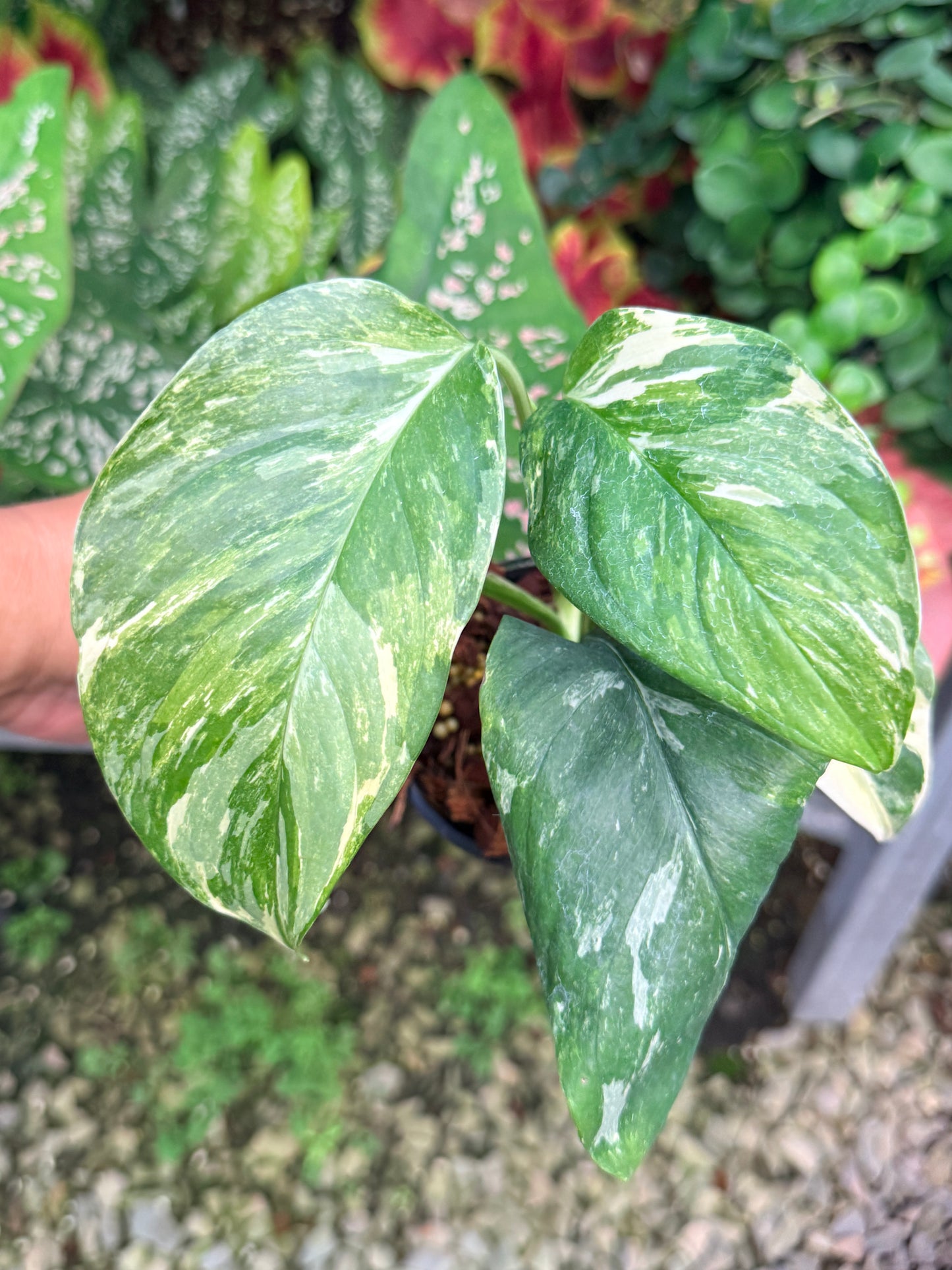 Monstera lechleriana Variegated M5