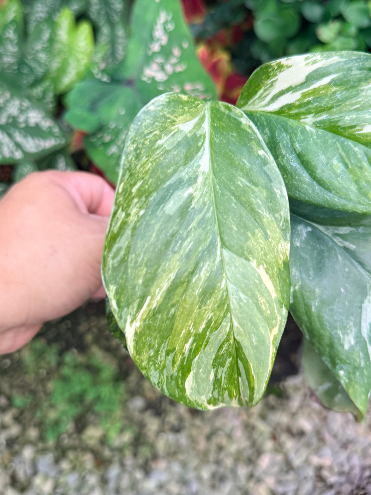 Monstera lechleriana Variegated M5