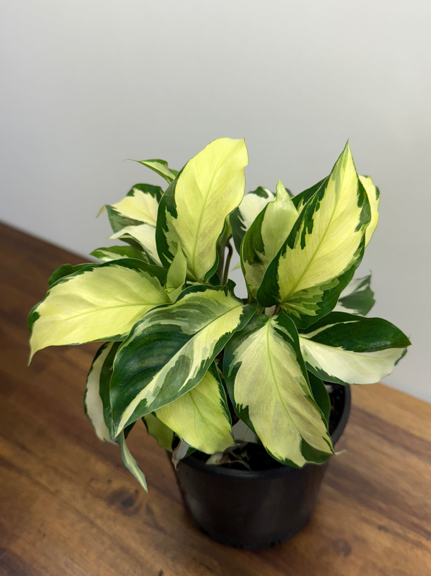 Calathea Thai Beauty Hybrid M83