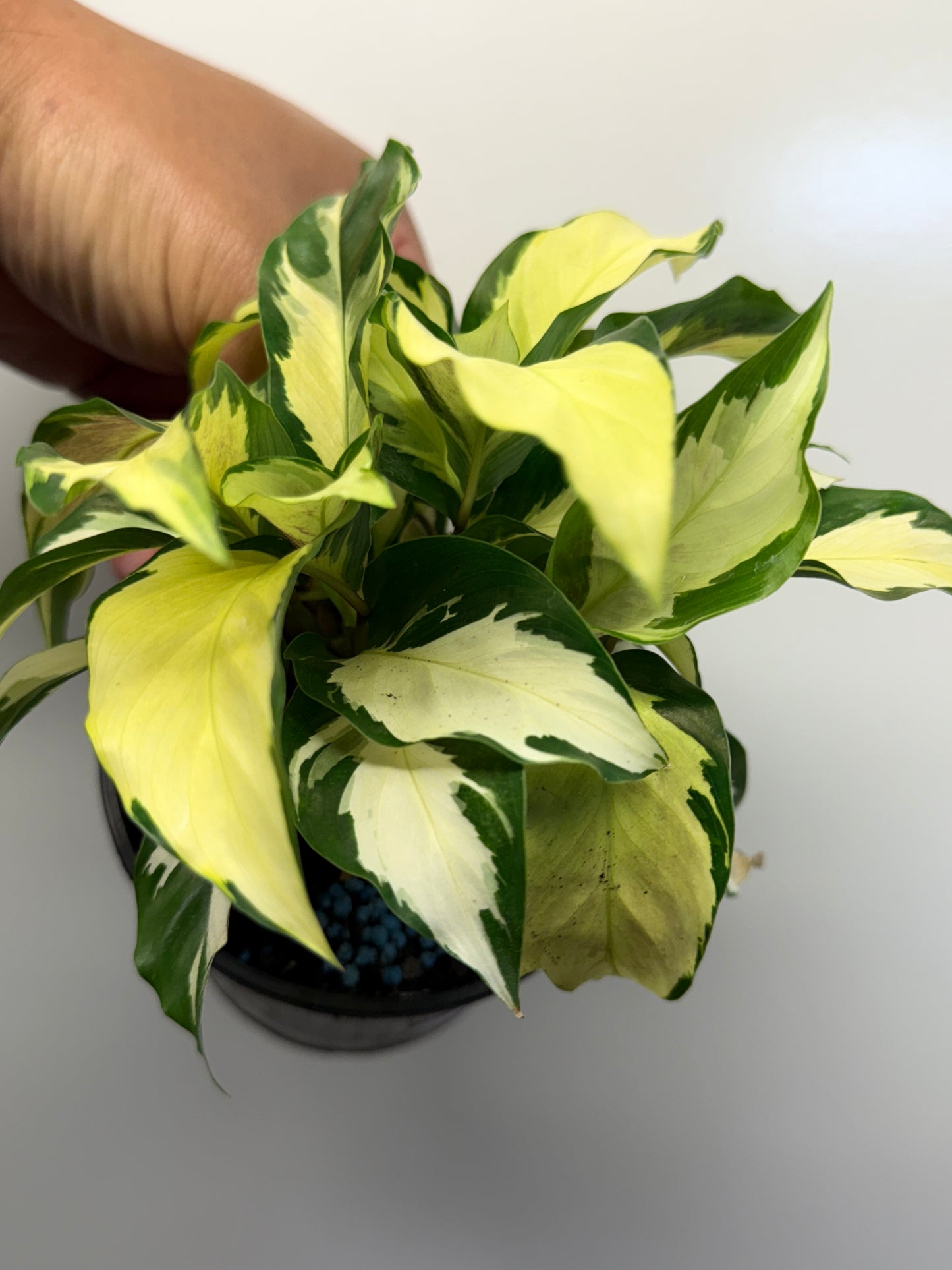 Calathea Thai Beauty Hybrid M83