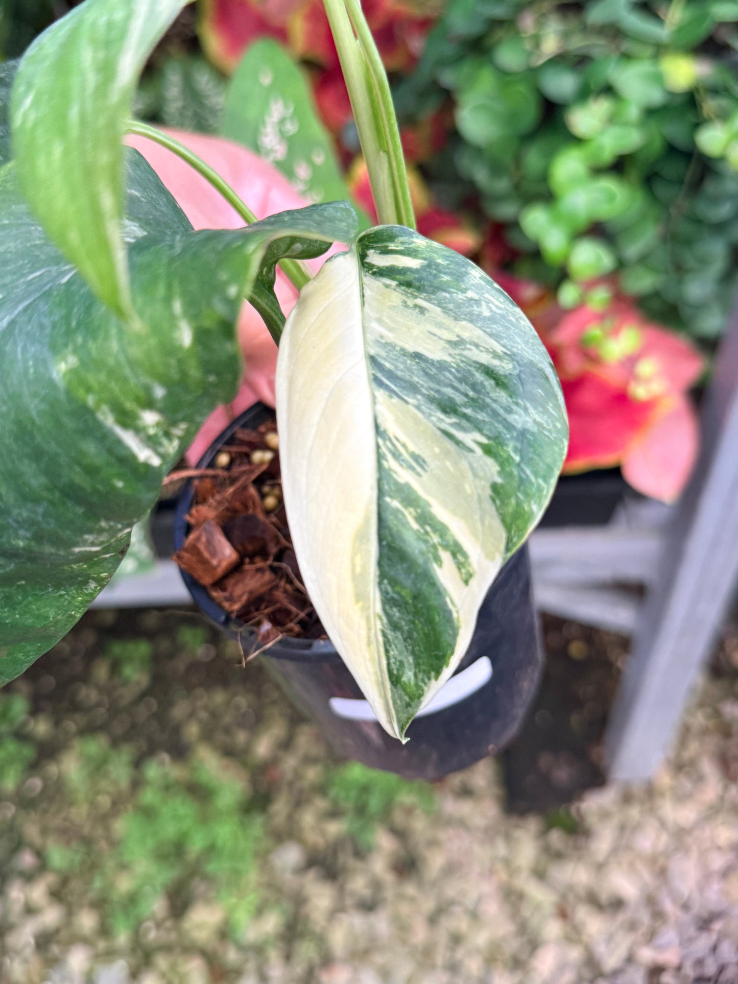 Monstera lechleriana Variegated M5