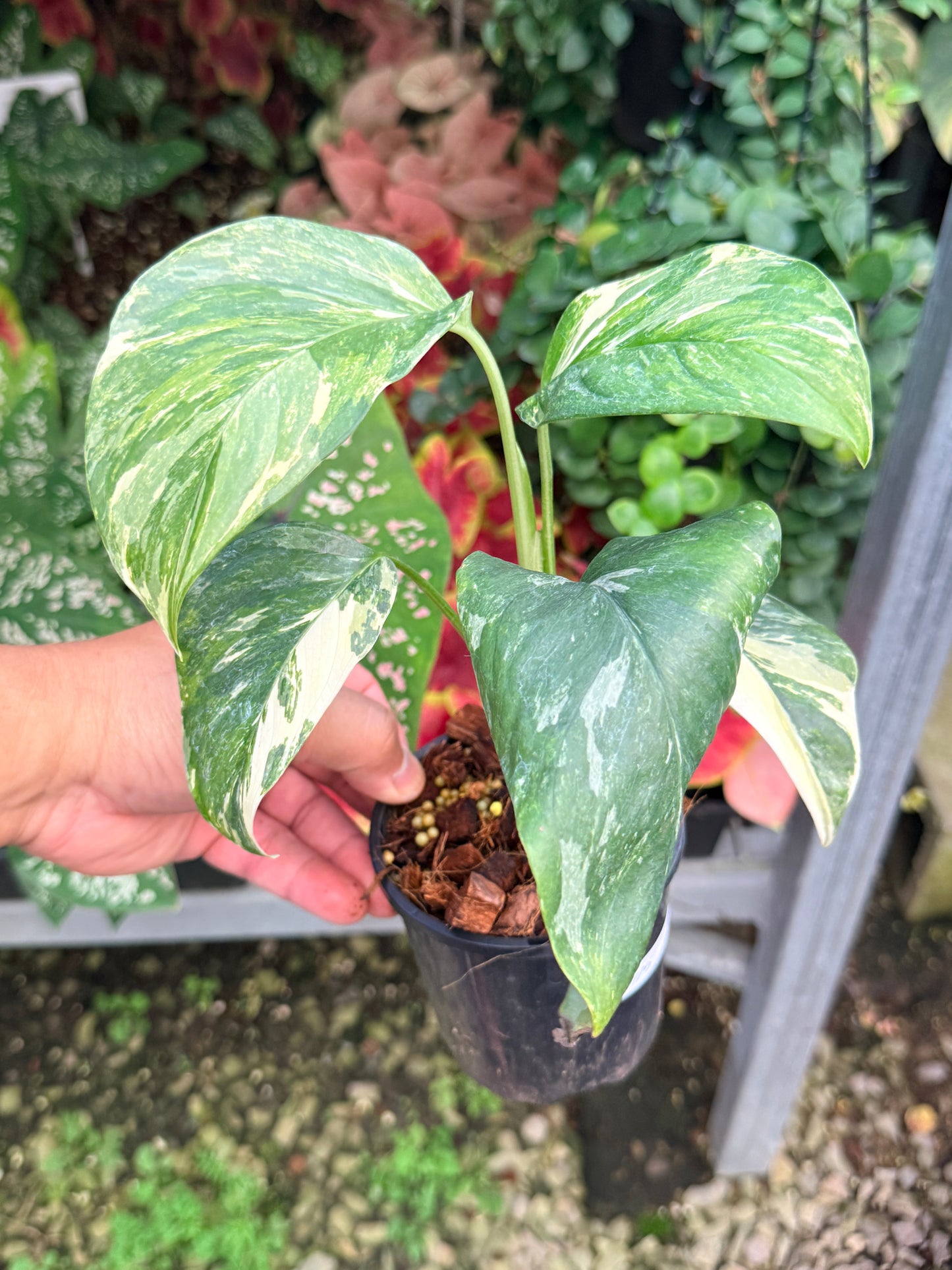 Monstera lechleriana Variegated M5