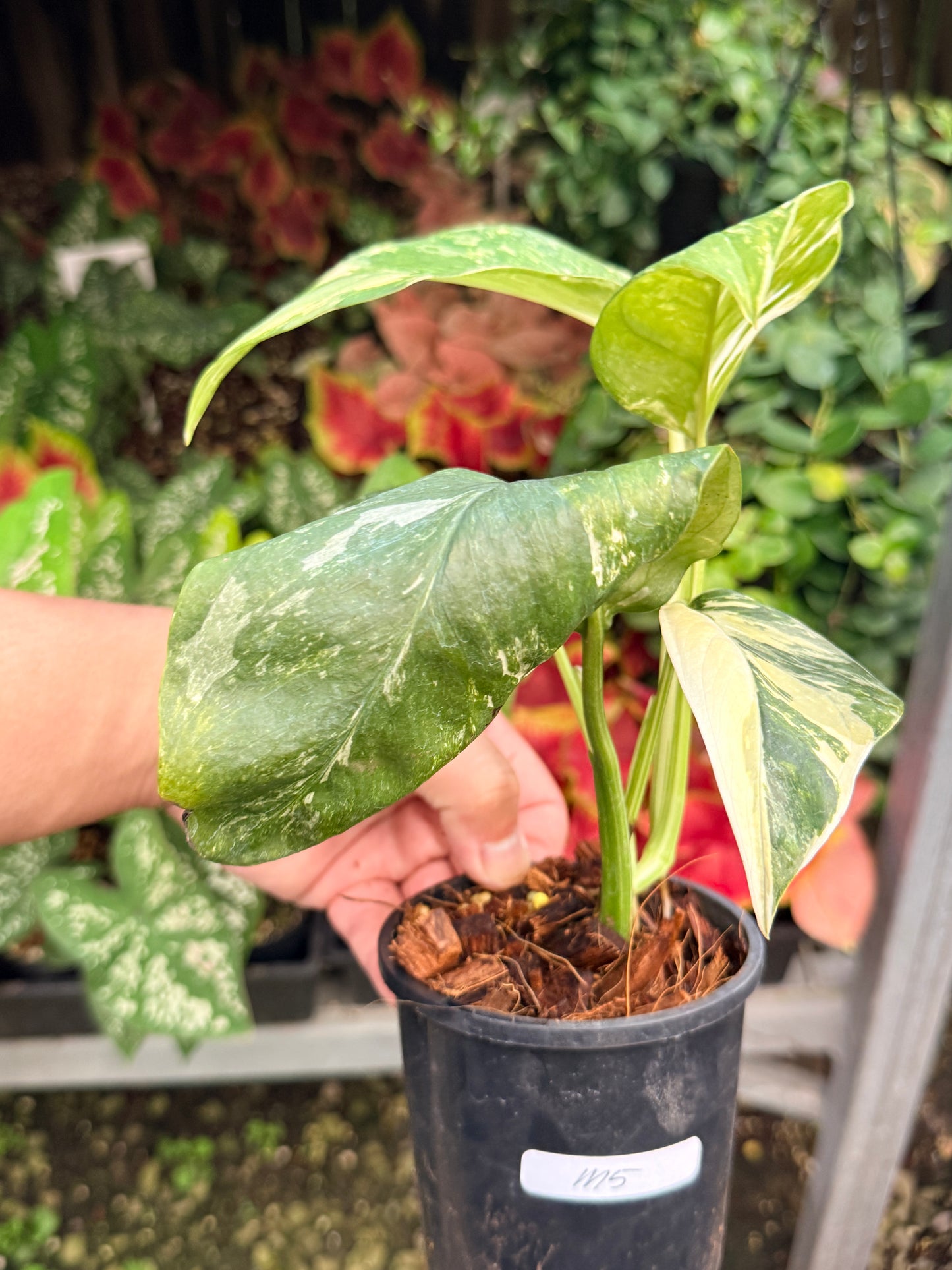 Monstera lechleriana Variegated M5