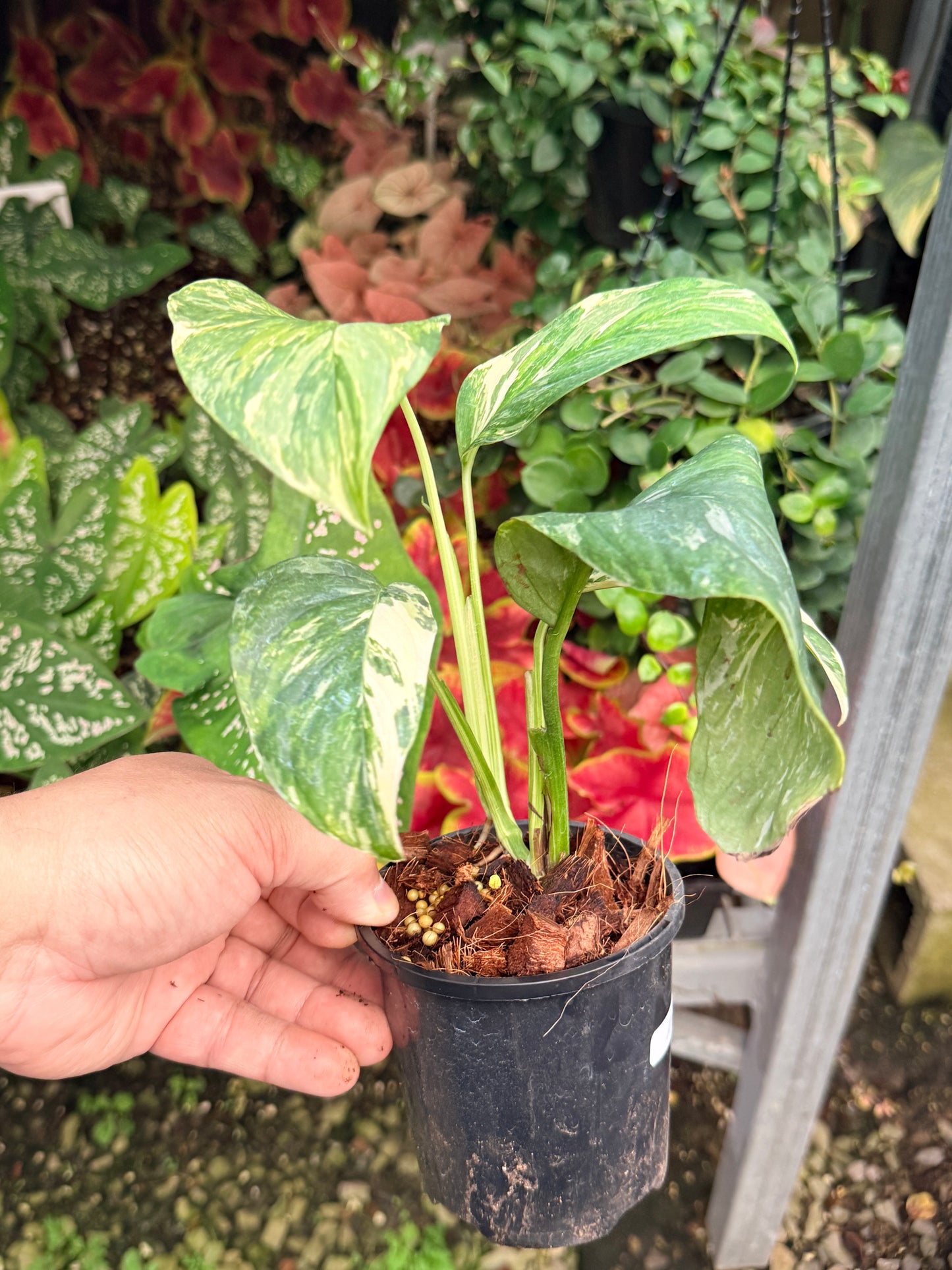 Monstera lechleriana Variegated M5