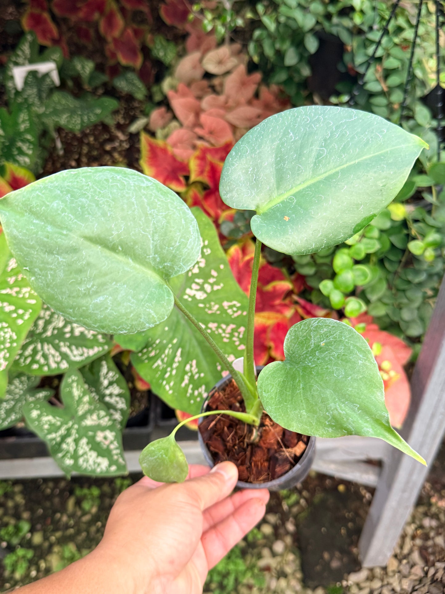 Monstera Deliciosa 'Yellow Marilyn M8 - Reverted