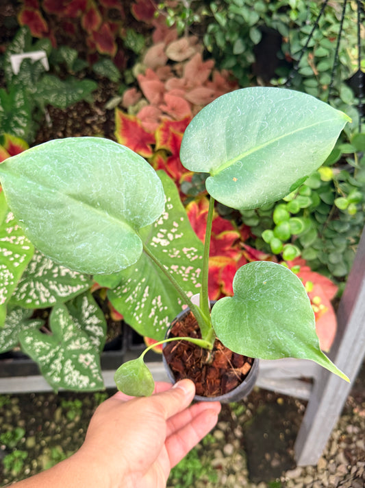 Monstera Deliciosa 'Yellow Marilyn M8 - Reverted