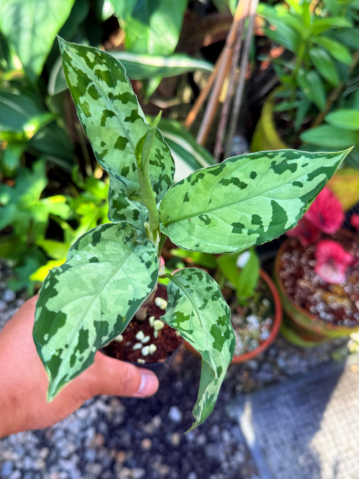 Aglaonema 'Pictum Tricolor' Hybrid V32