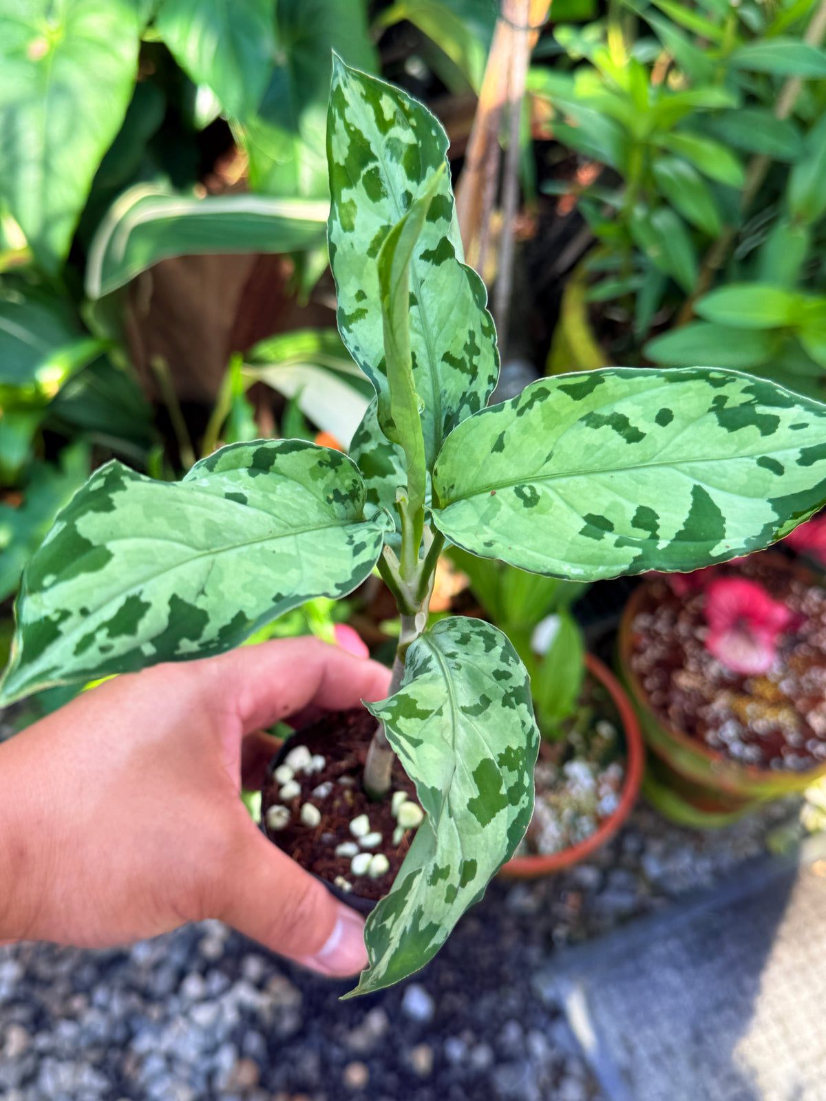 Aglaonema 'Pictum Tricolor' Hybrid V32