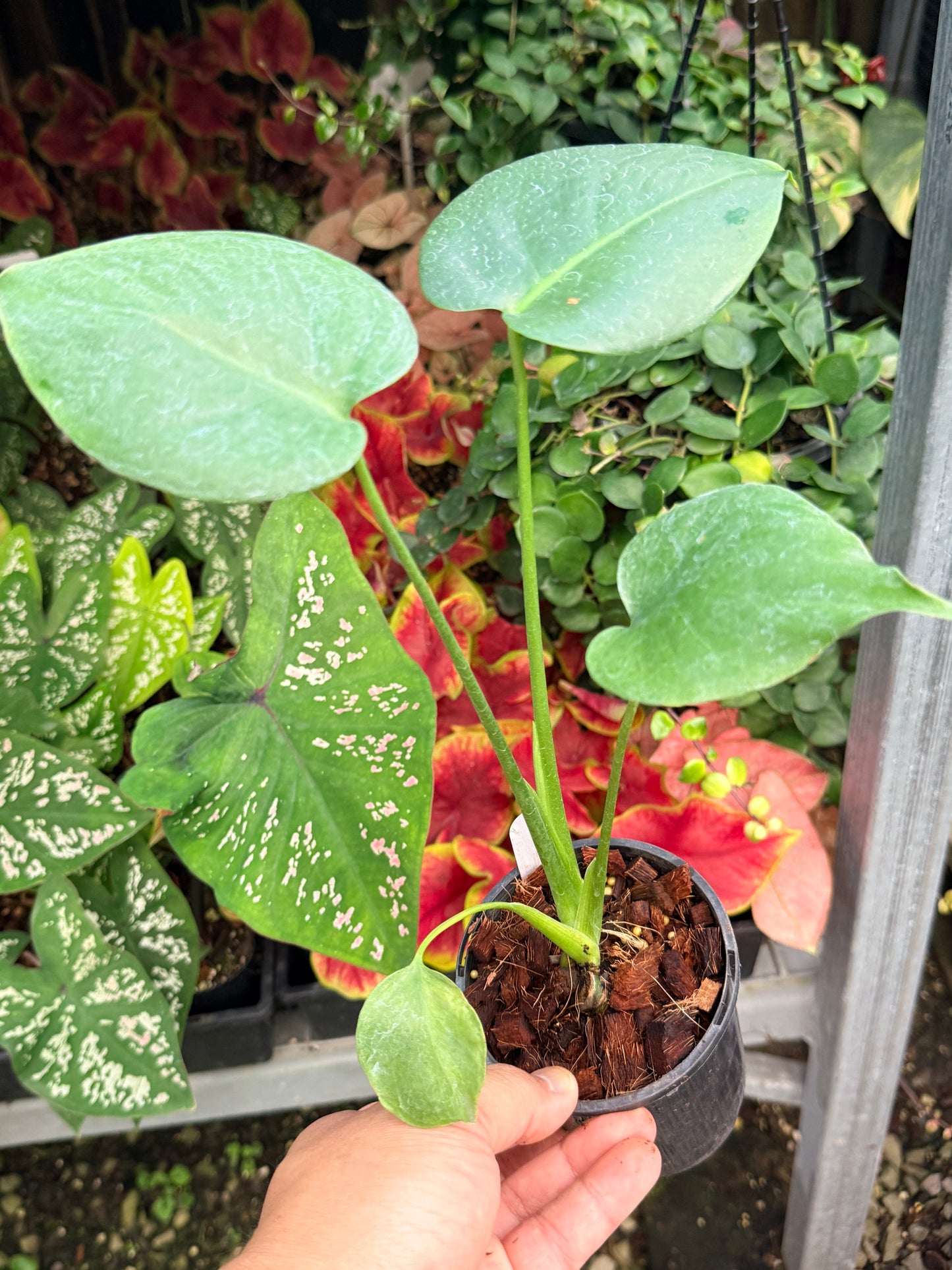 Monstera Deliciosa 'Yellow Marilyn M8 - Reverted