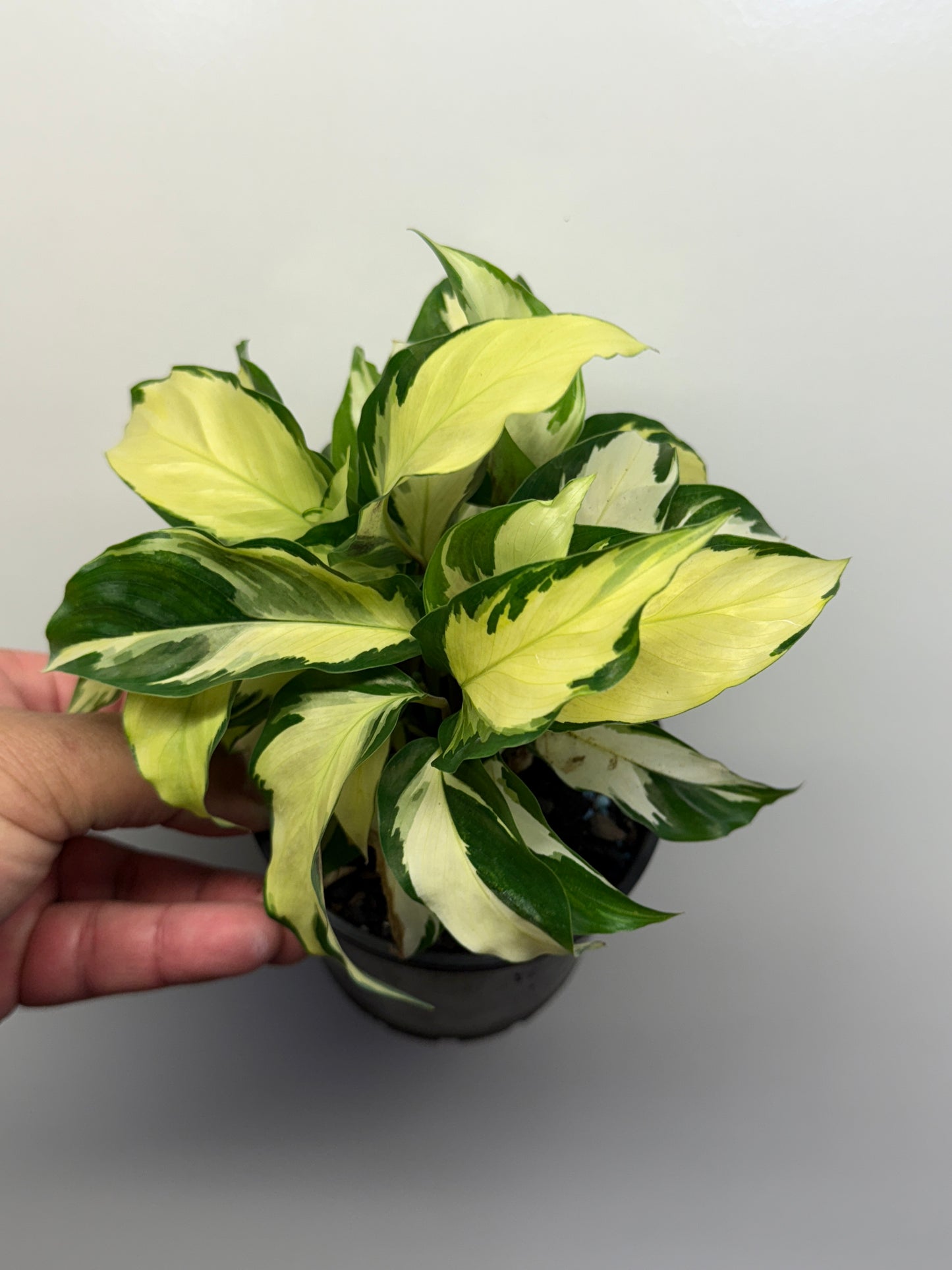 Calathea Thai Beauty Hybrid M83