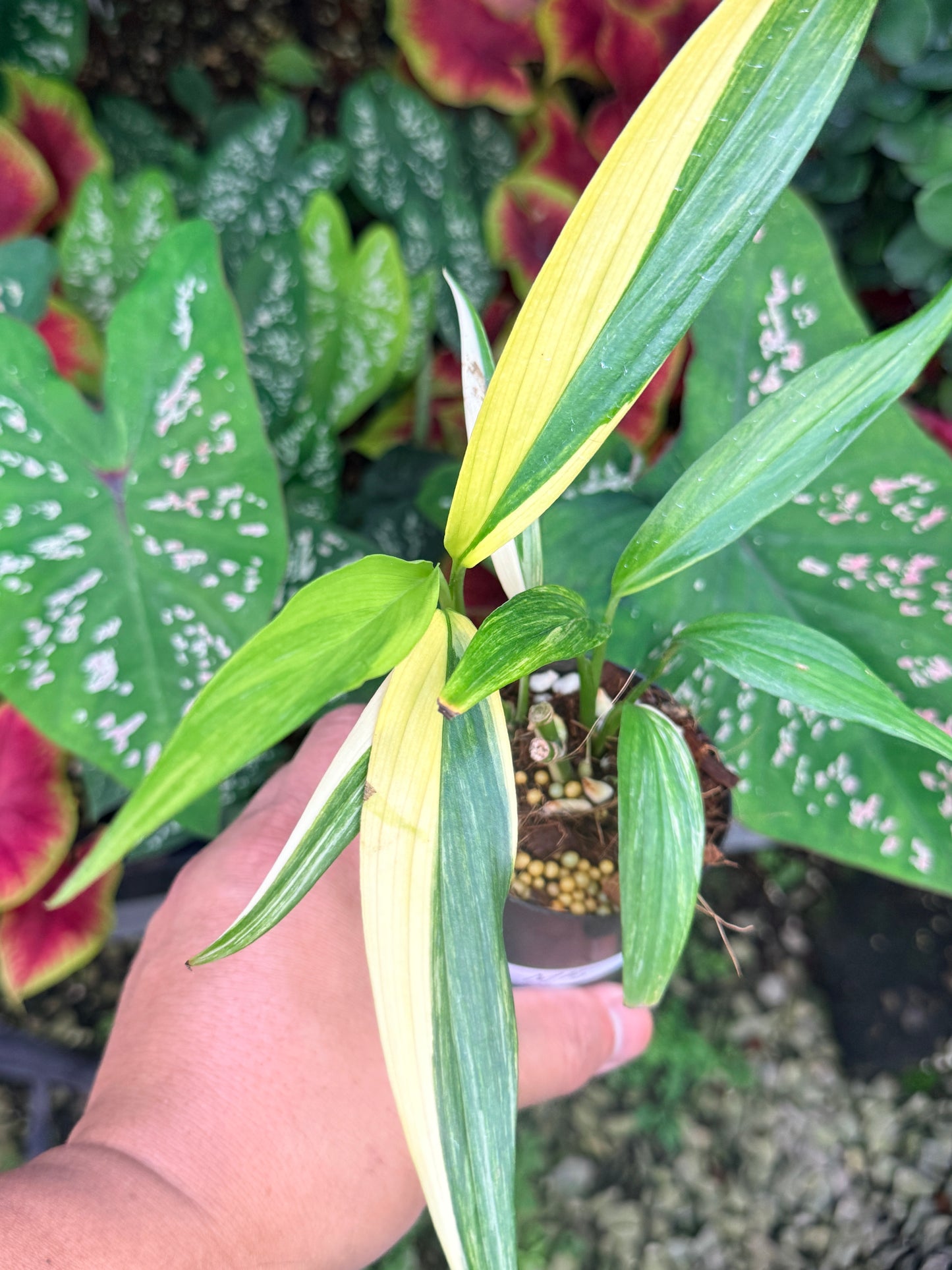 Epipremnum amplissimum Variegata M15