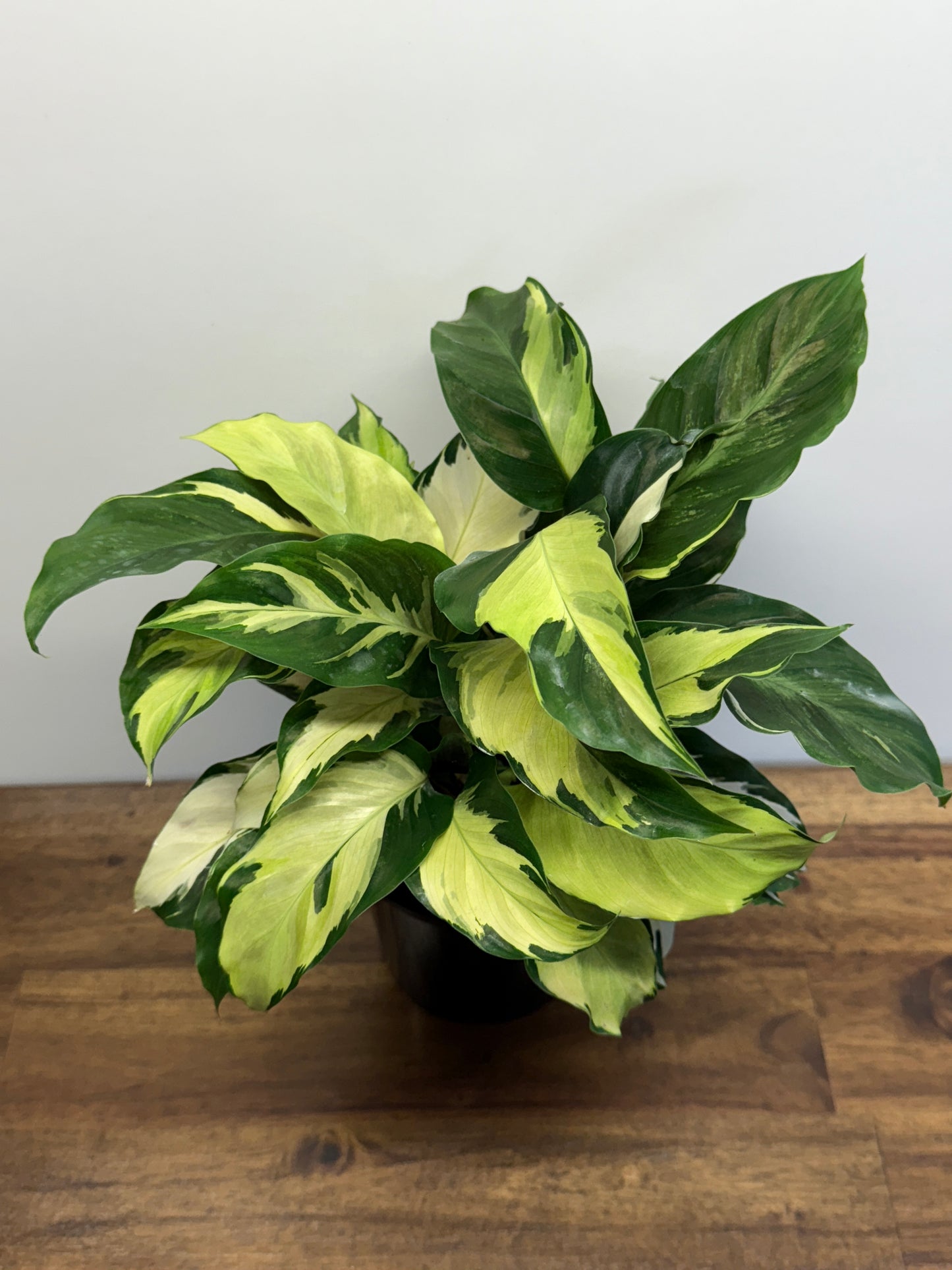 Calathea Thai Beauty Hybrid M84