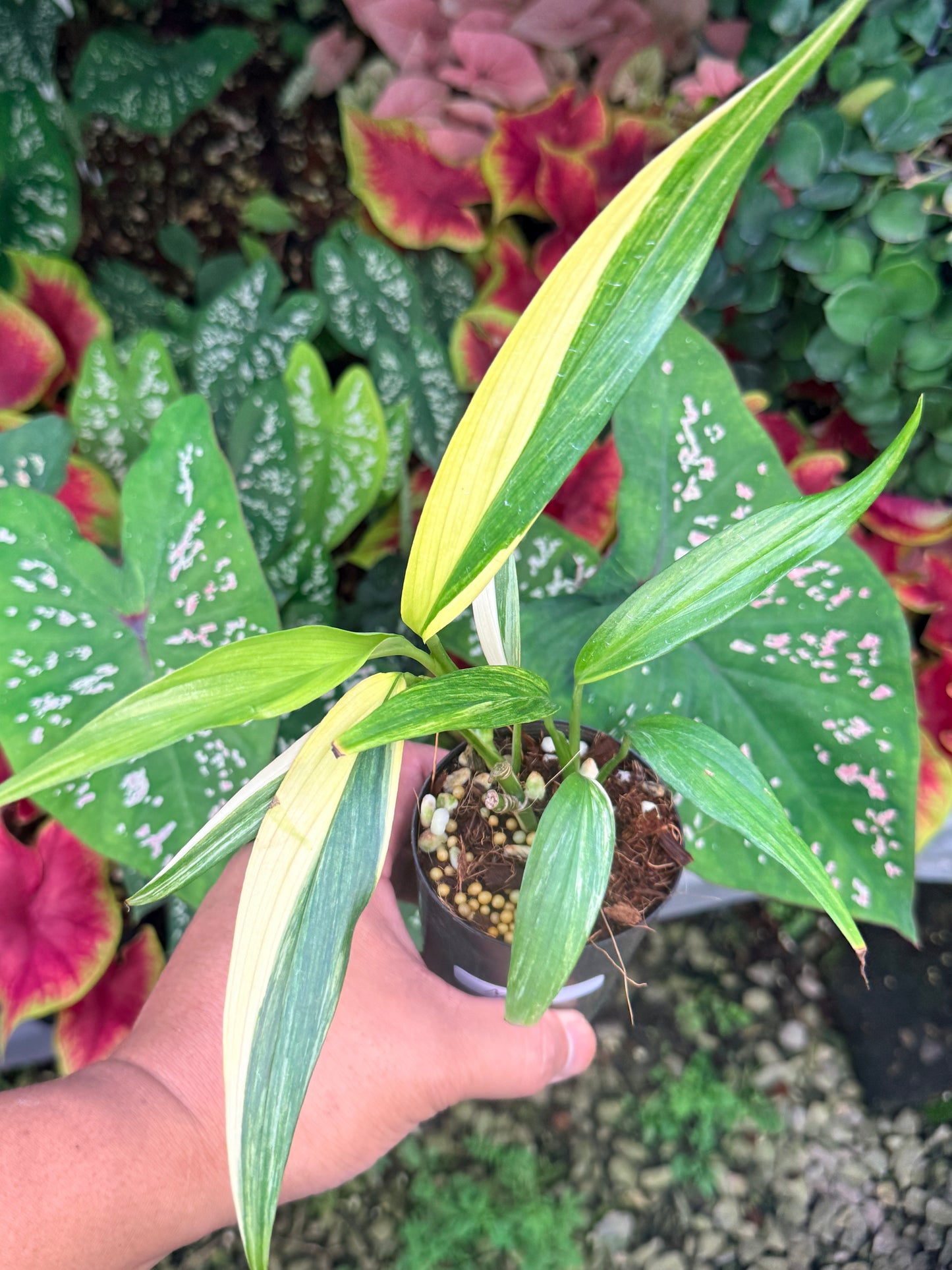 Epipremnum amplissimum Variegata M15