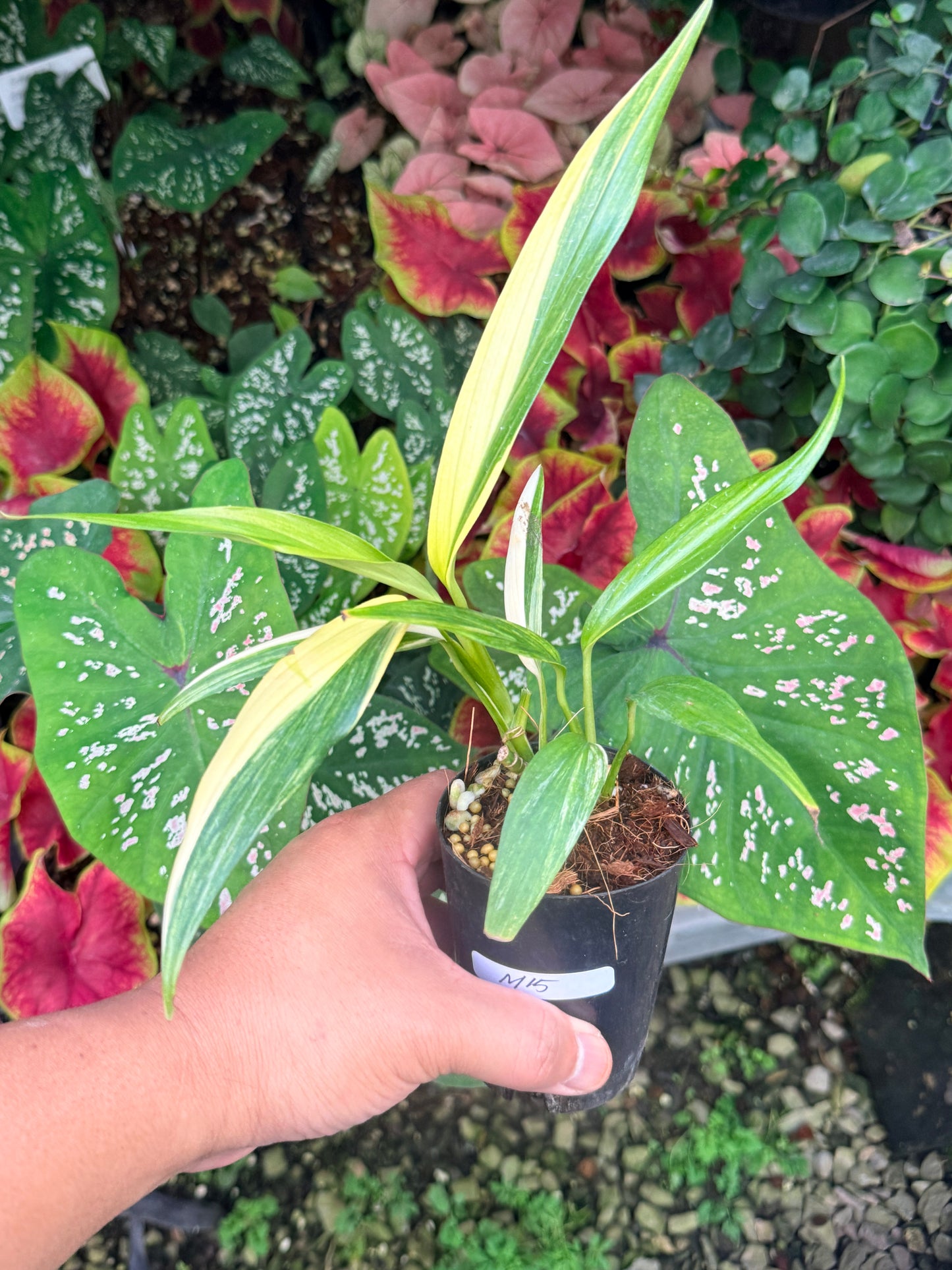Epipremnum amplissimum Variegata M15