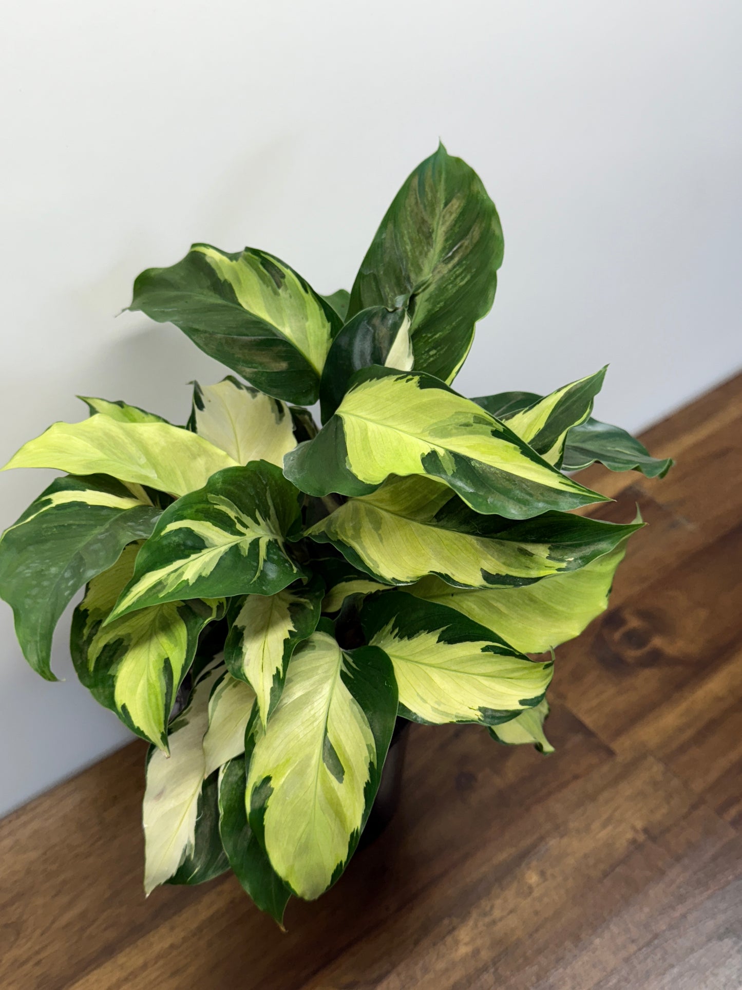 Calathea Thai Beauty Hybrid M84