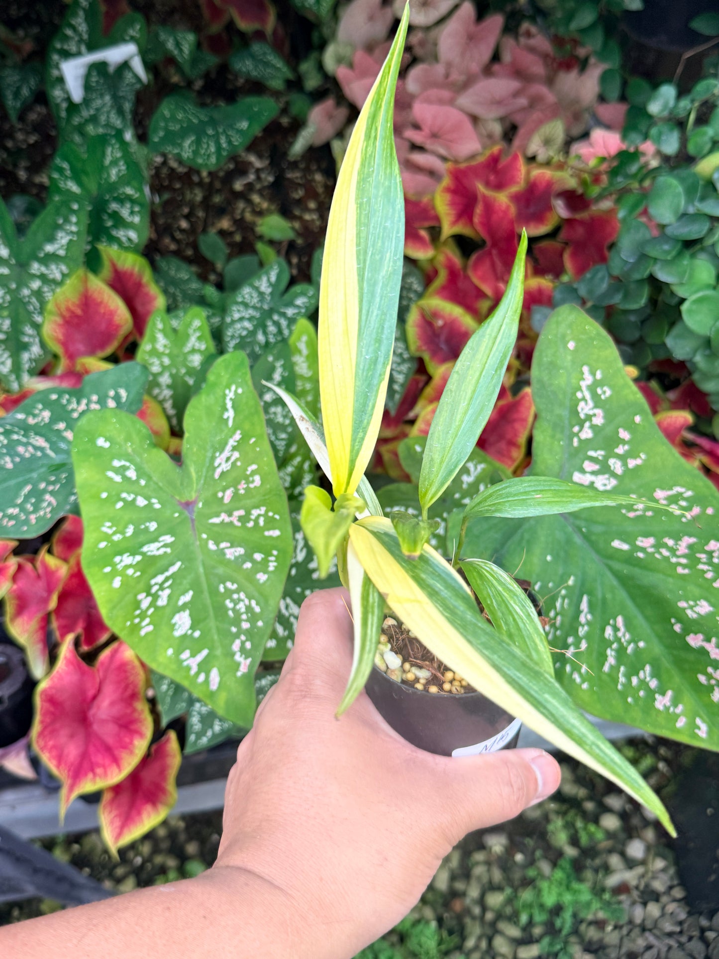 Epipremnum amplissimum Variegata M15