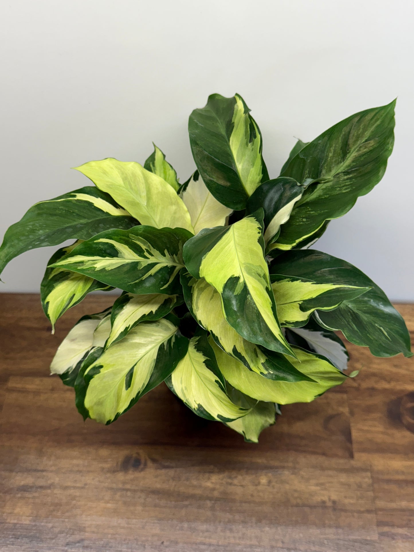 Calathea Thai Beauty Hybrid M84