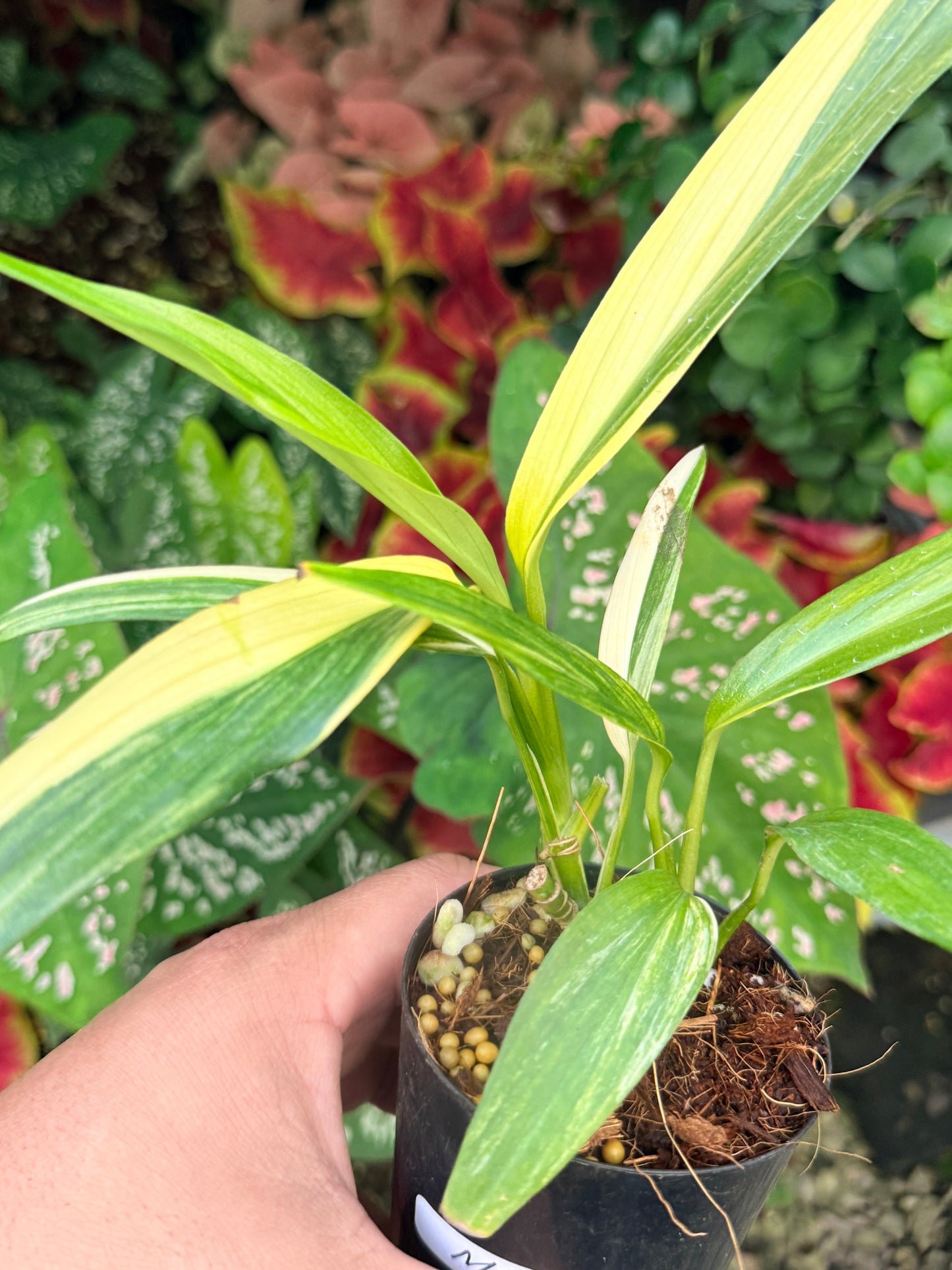 Epipremnum amplissimum Variegata M15