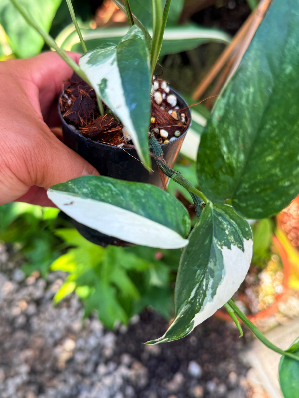 Epipremnum pinnatum 'Albo' V30