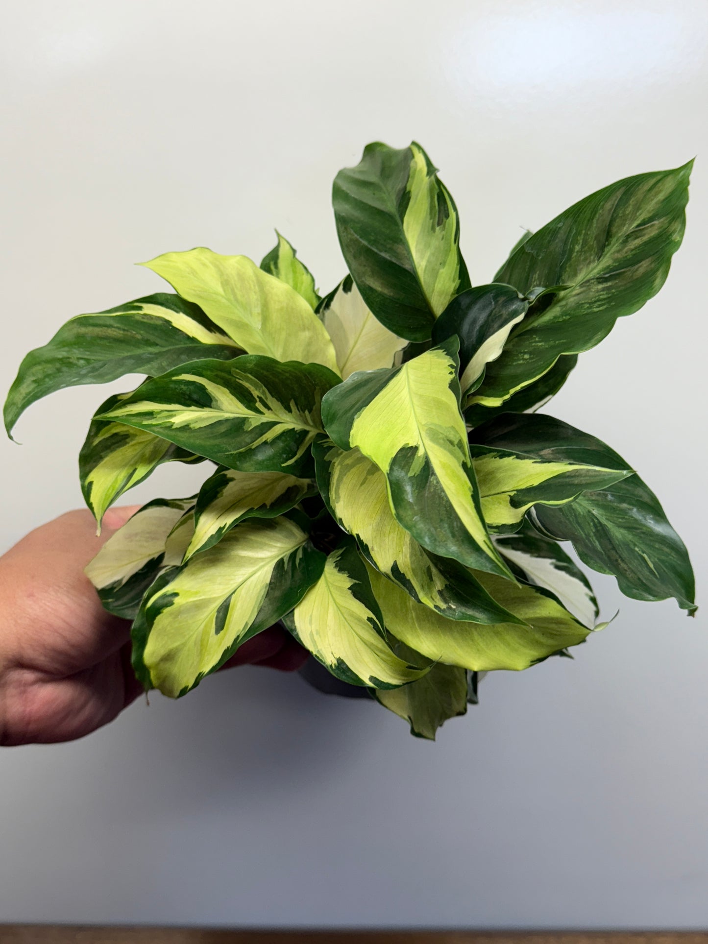 Calathea Thai Beauty Hybrid M84