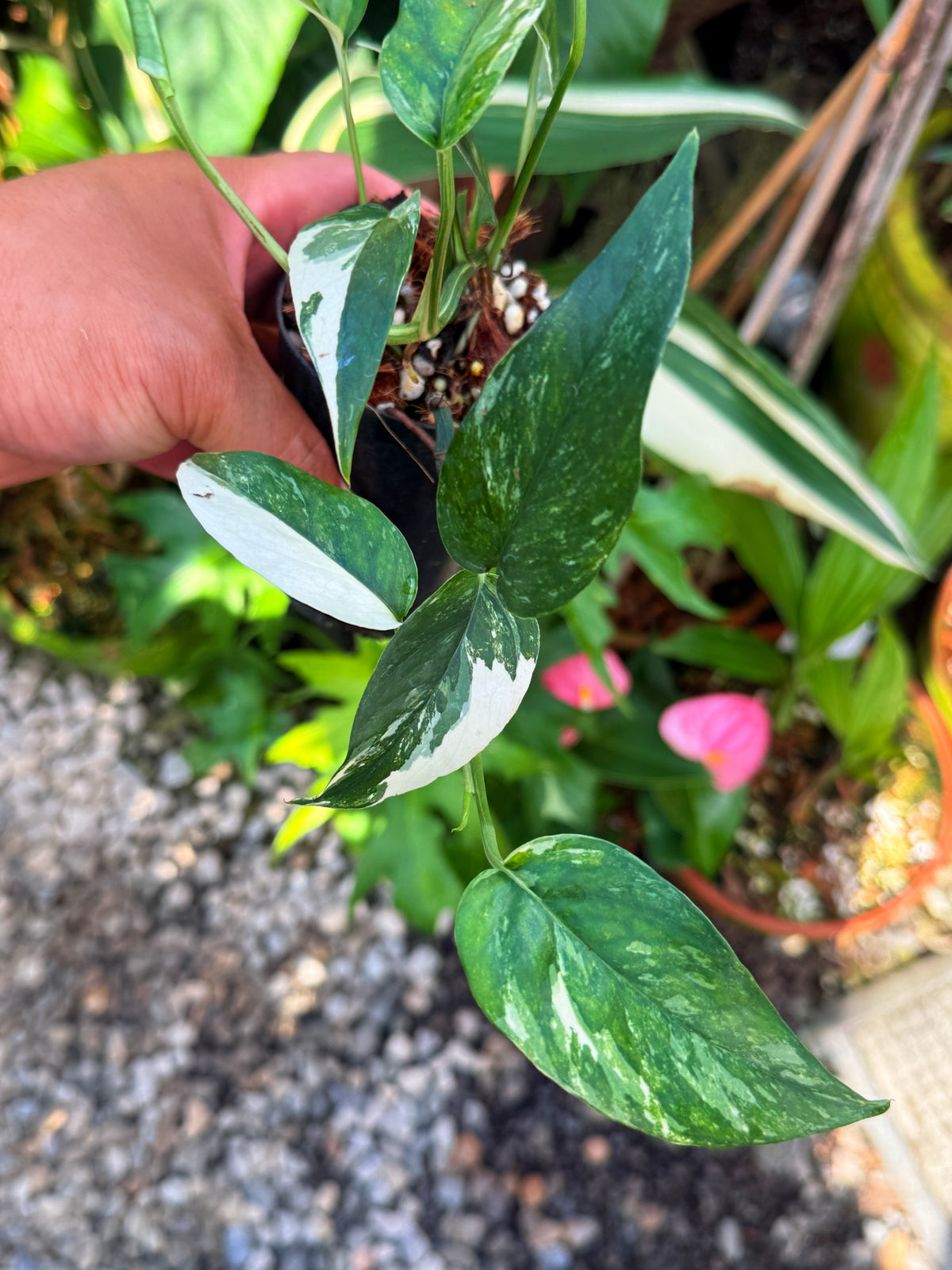 Epipremnum pinnatum 'Albo' V30