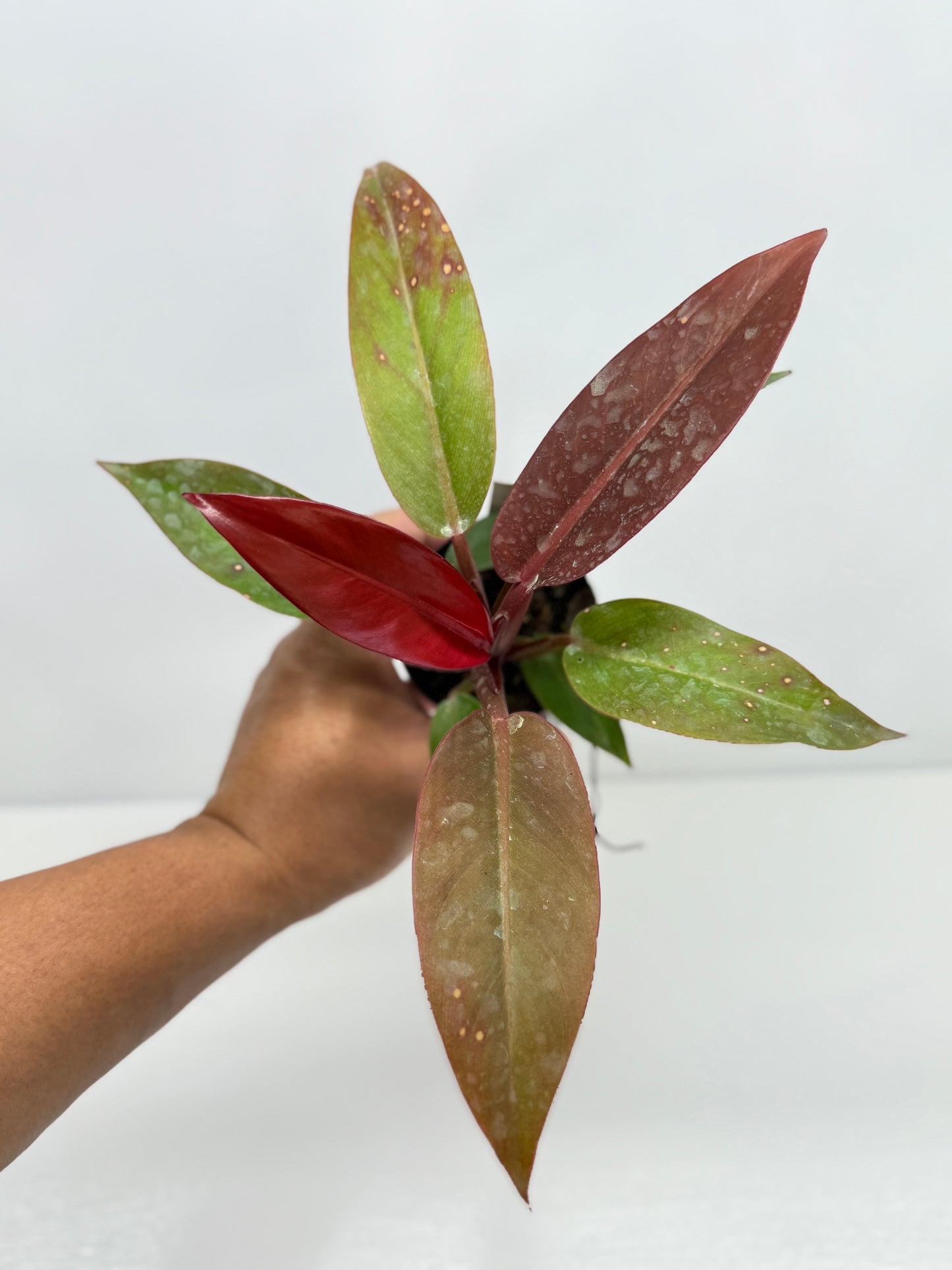 Philodendron Red Sun U72