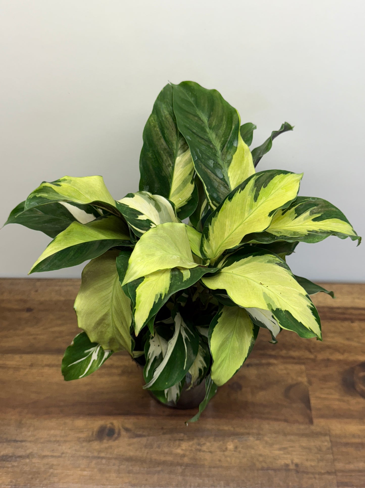 Calathea Thai Beauty Hybrid N1