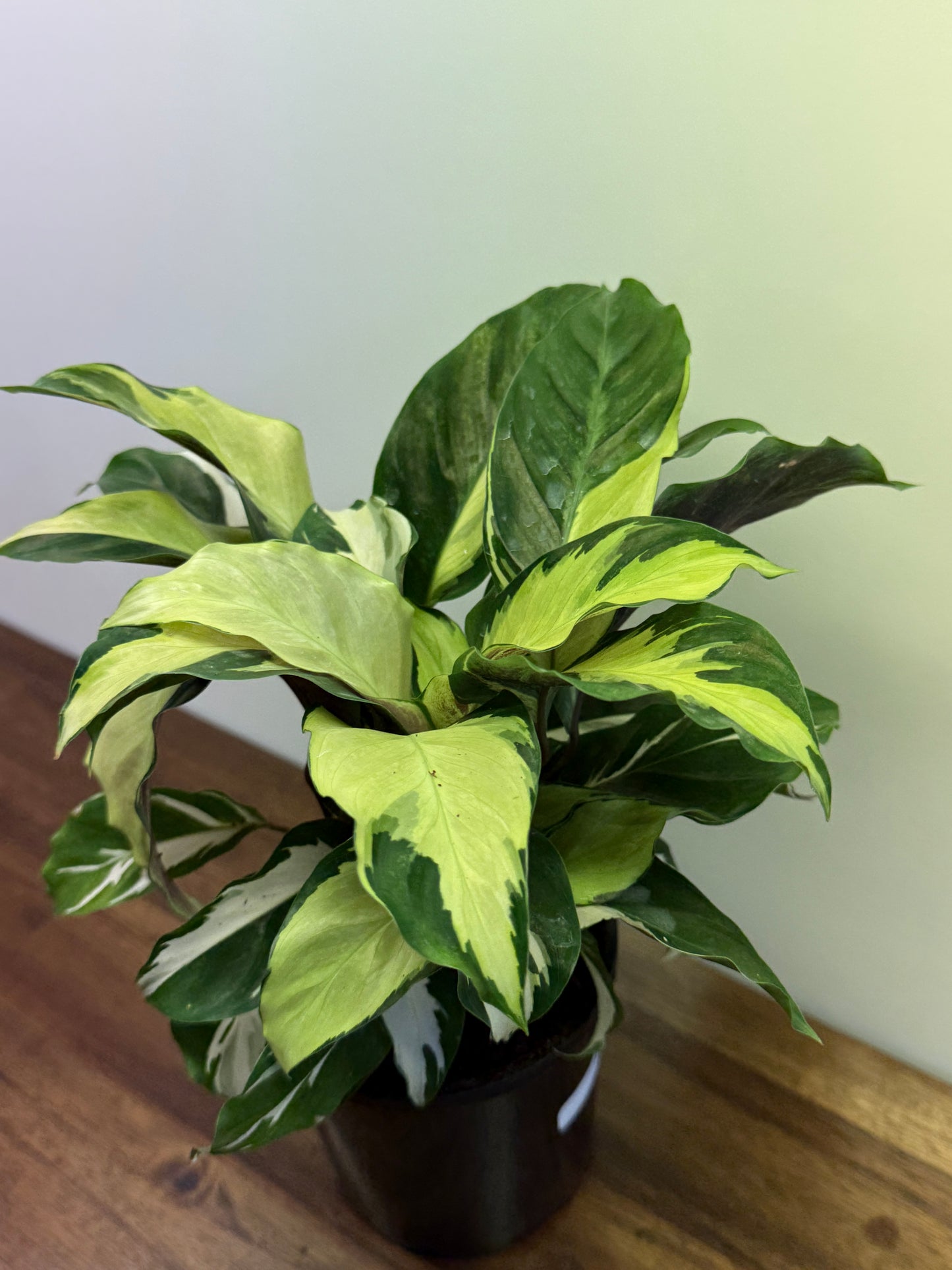 Calathea Thai Beauty Hybrid N1