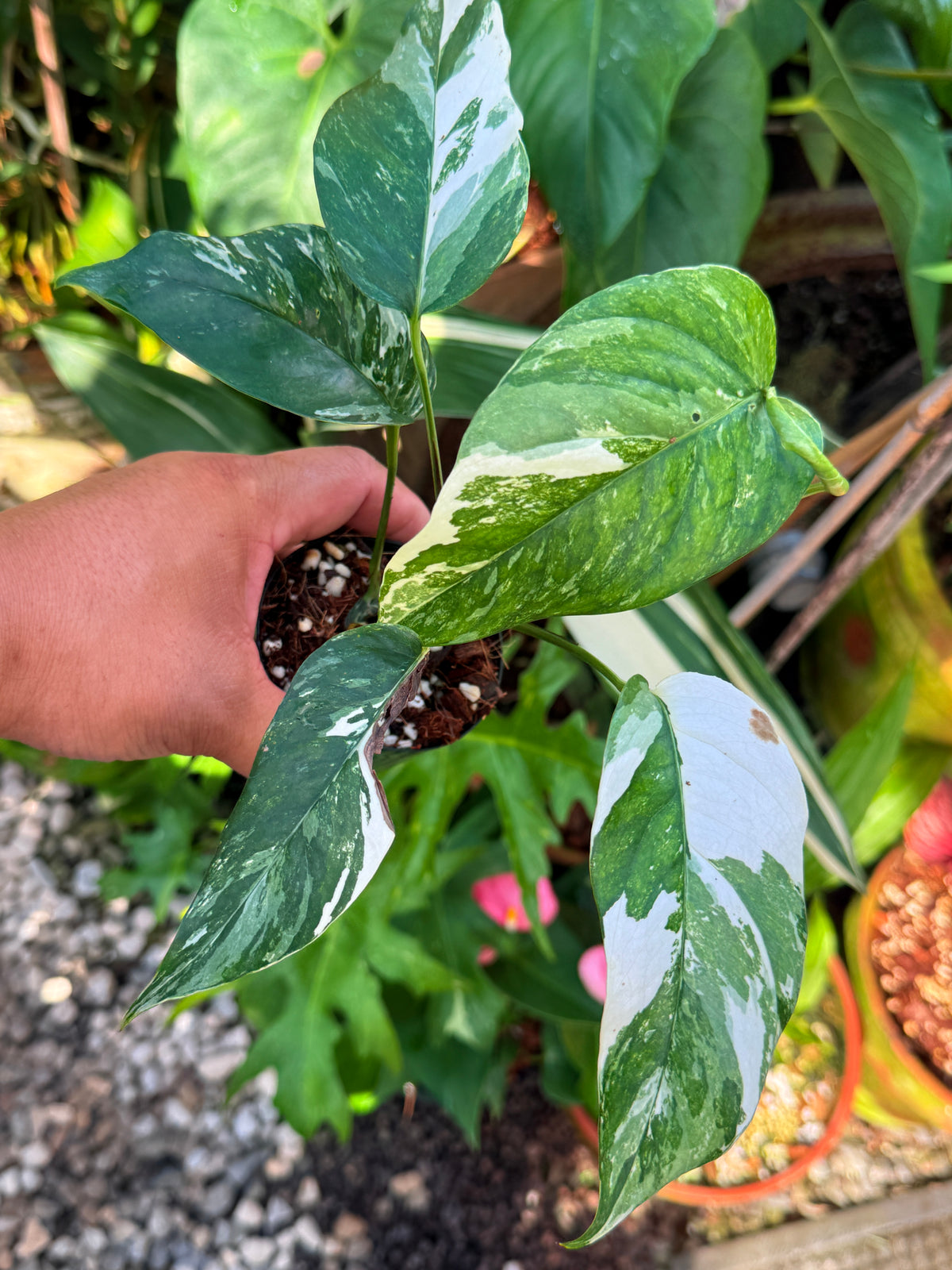Epipremnum pinnatum 'Albo' V29