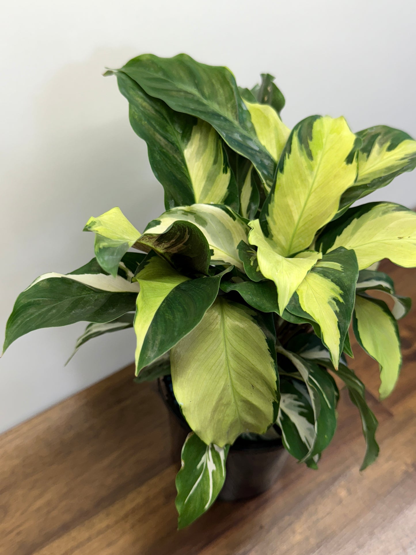 Calathea Thai Beauty Hybrid N1